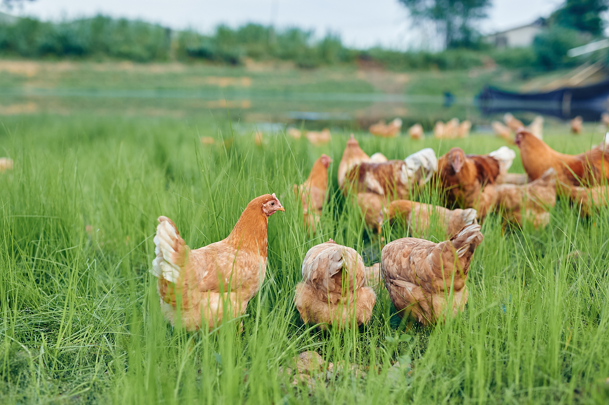 以肉鸡健康养殖行业为主结合养殖管理要点宣传推广方案实现乡村振兴做一个商业策划案