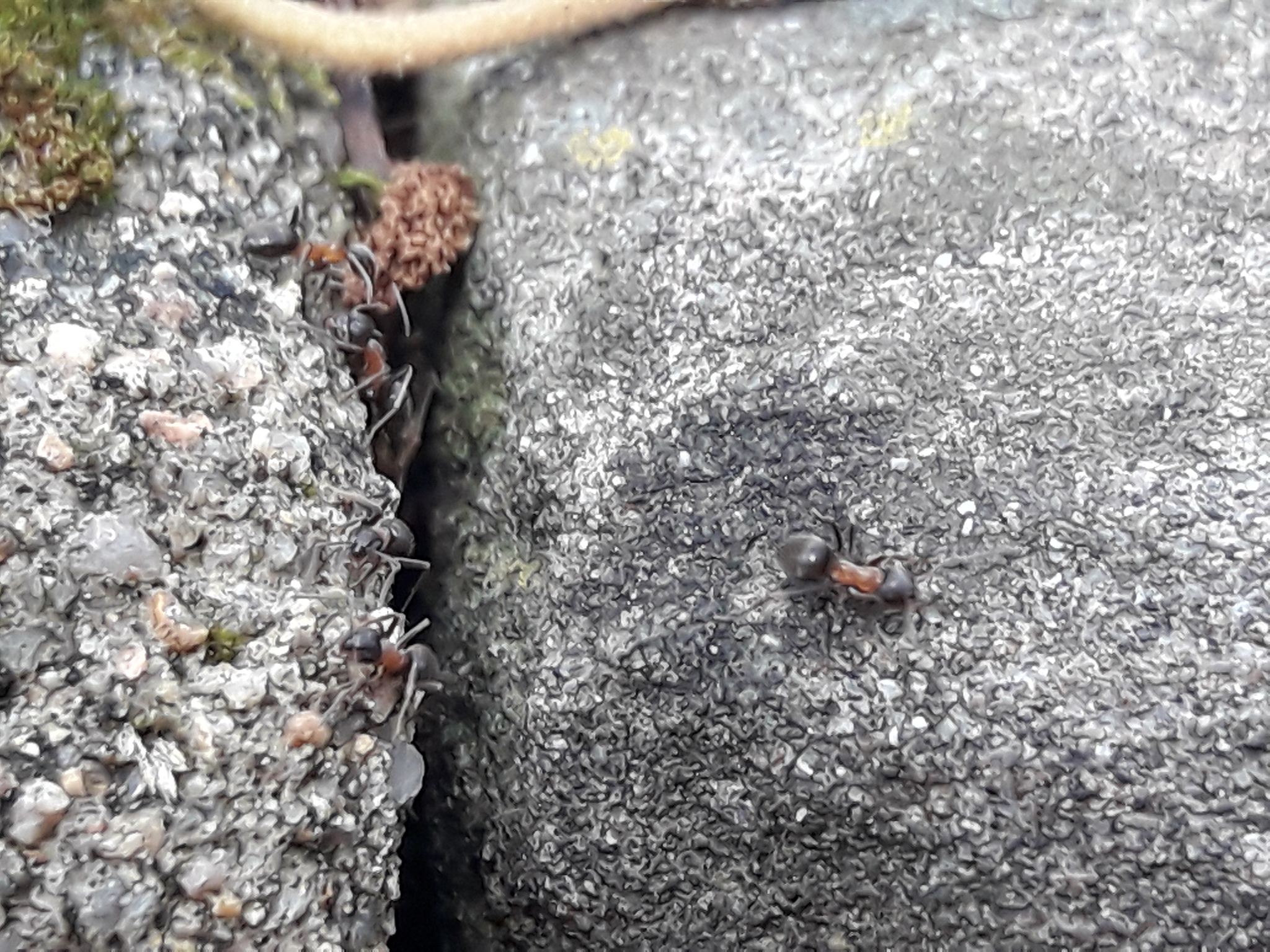 适合家庭养殖的蚂蚁种类：家蚁、橙胸蚁、银背蚁等