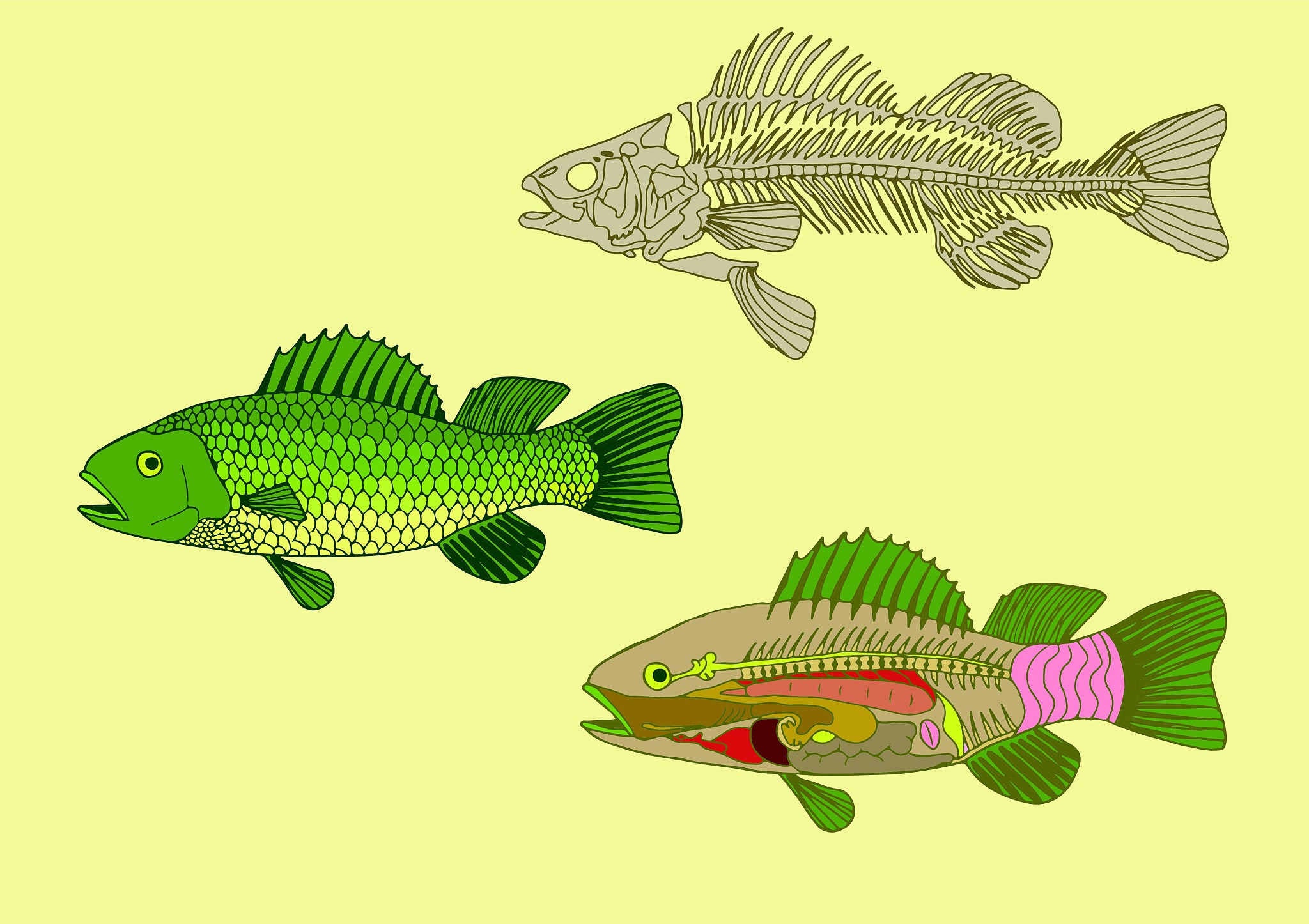 加拿大动物科学期刊: 推动动物科学研究与知识交流