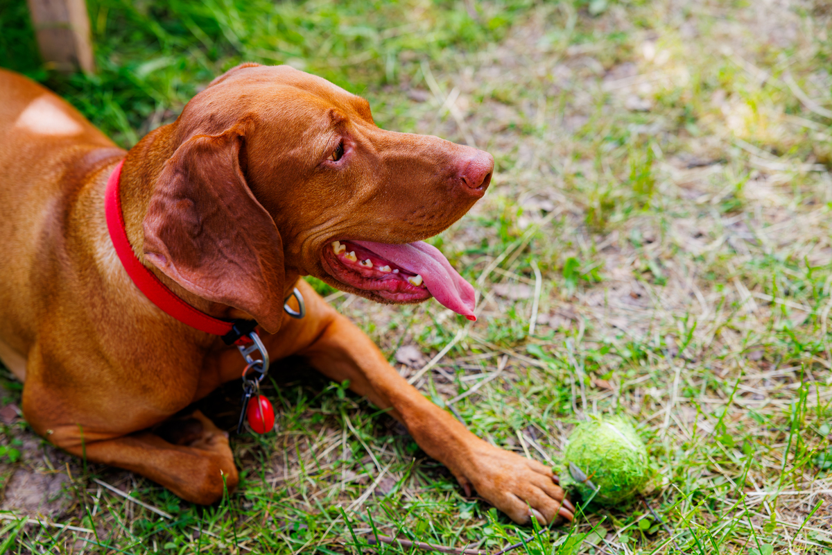 犬多发性视网膜病变发病率及好发品种