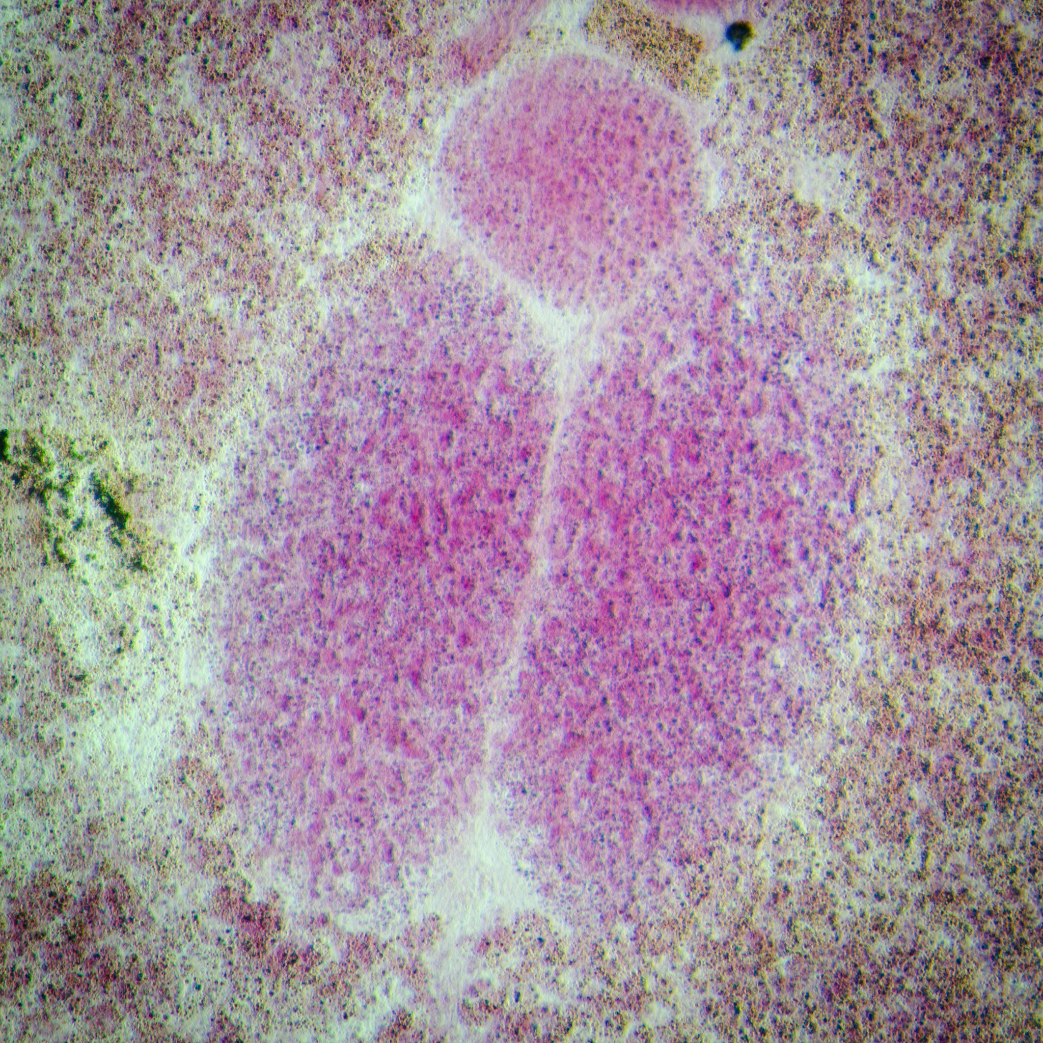 Lactobacillus plantarum as a Potential Alternative to Antibiotics in Japanese Eel Aquaculture: Growth Performance, Gut Microbiota, and Immune Response