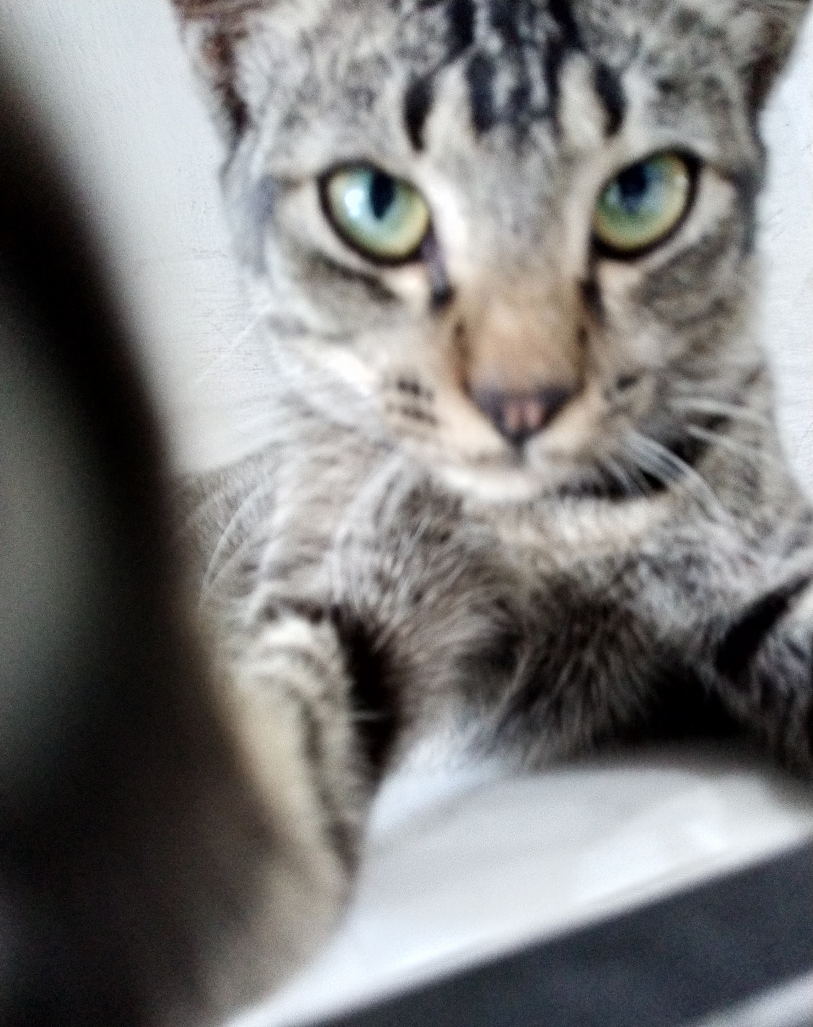 tahun brapa kucing muncul di bumi