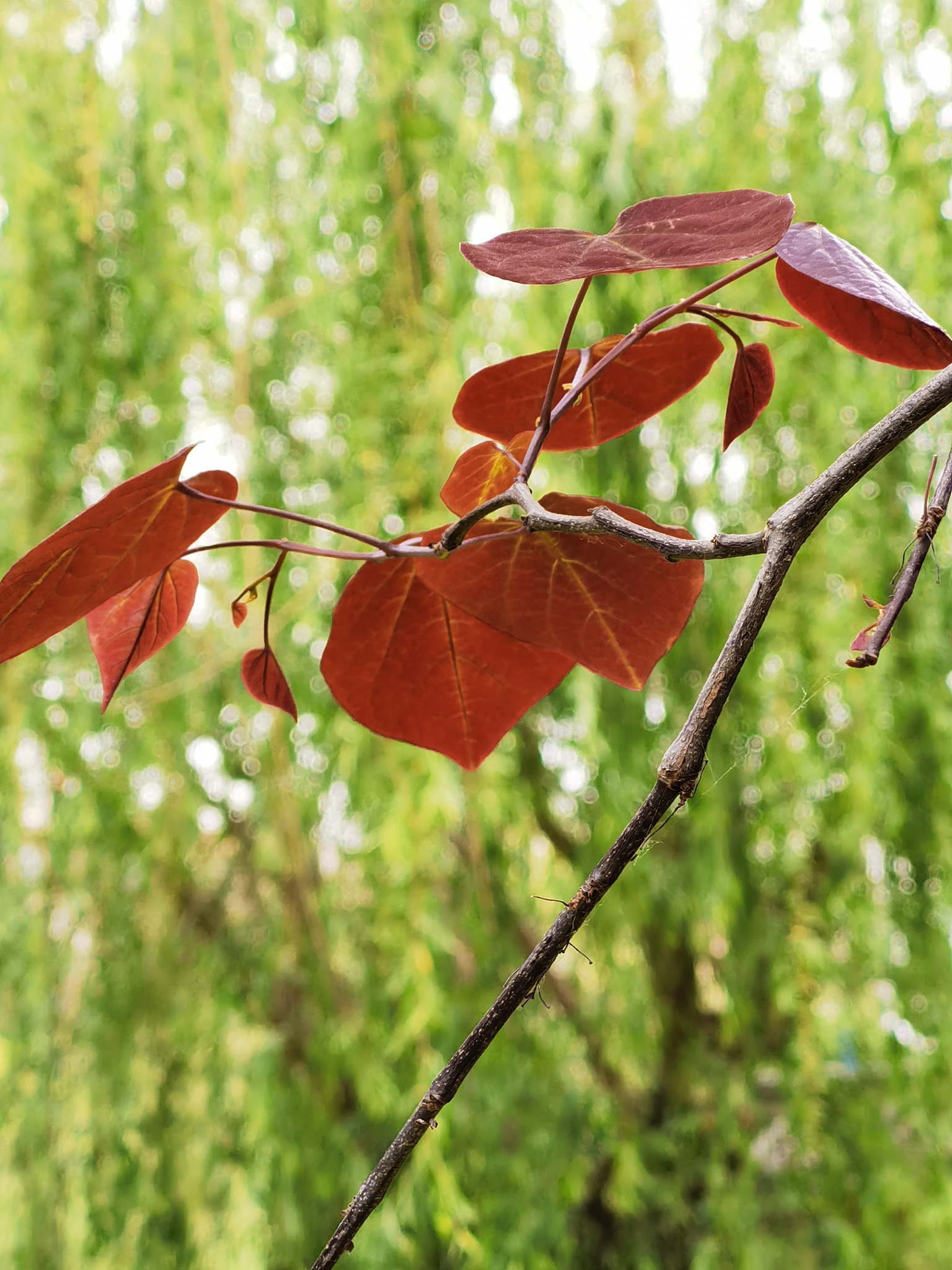 中国国家发展前景