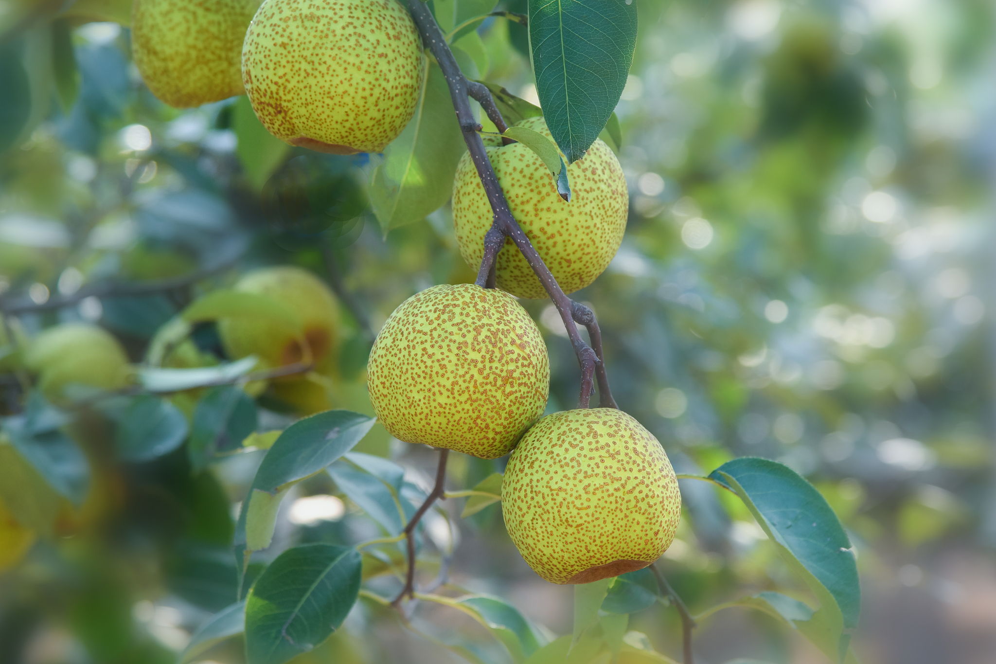 莱阳媒体曝光热线电话是多少？24小时为您守护安全！