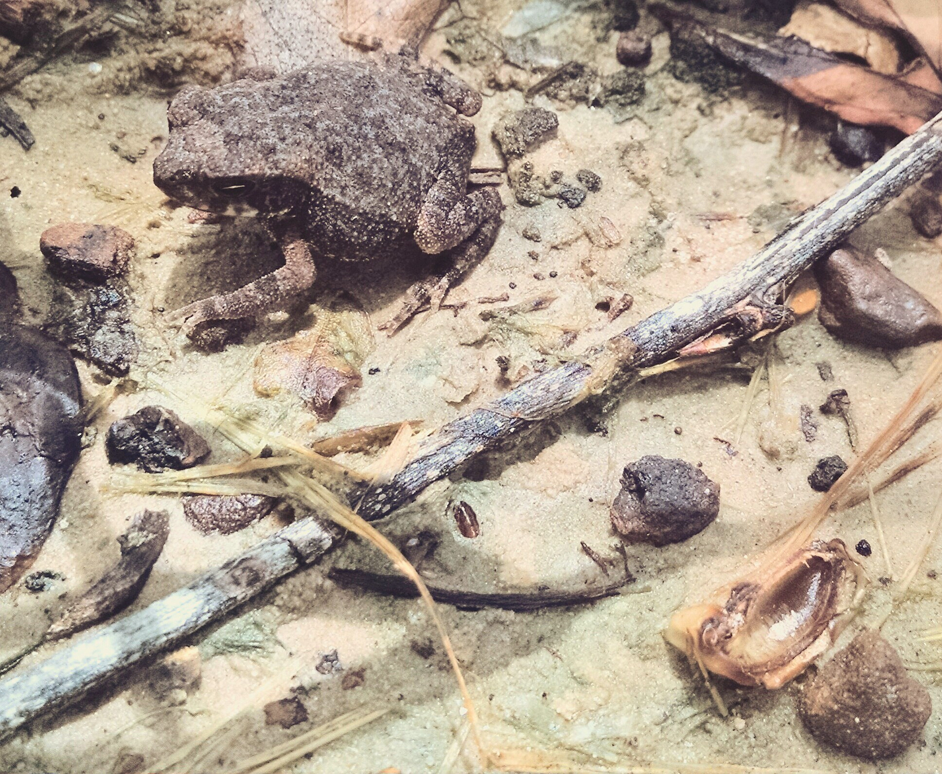 非洲爪蟾在药理学中的应用