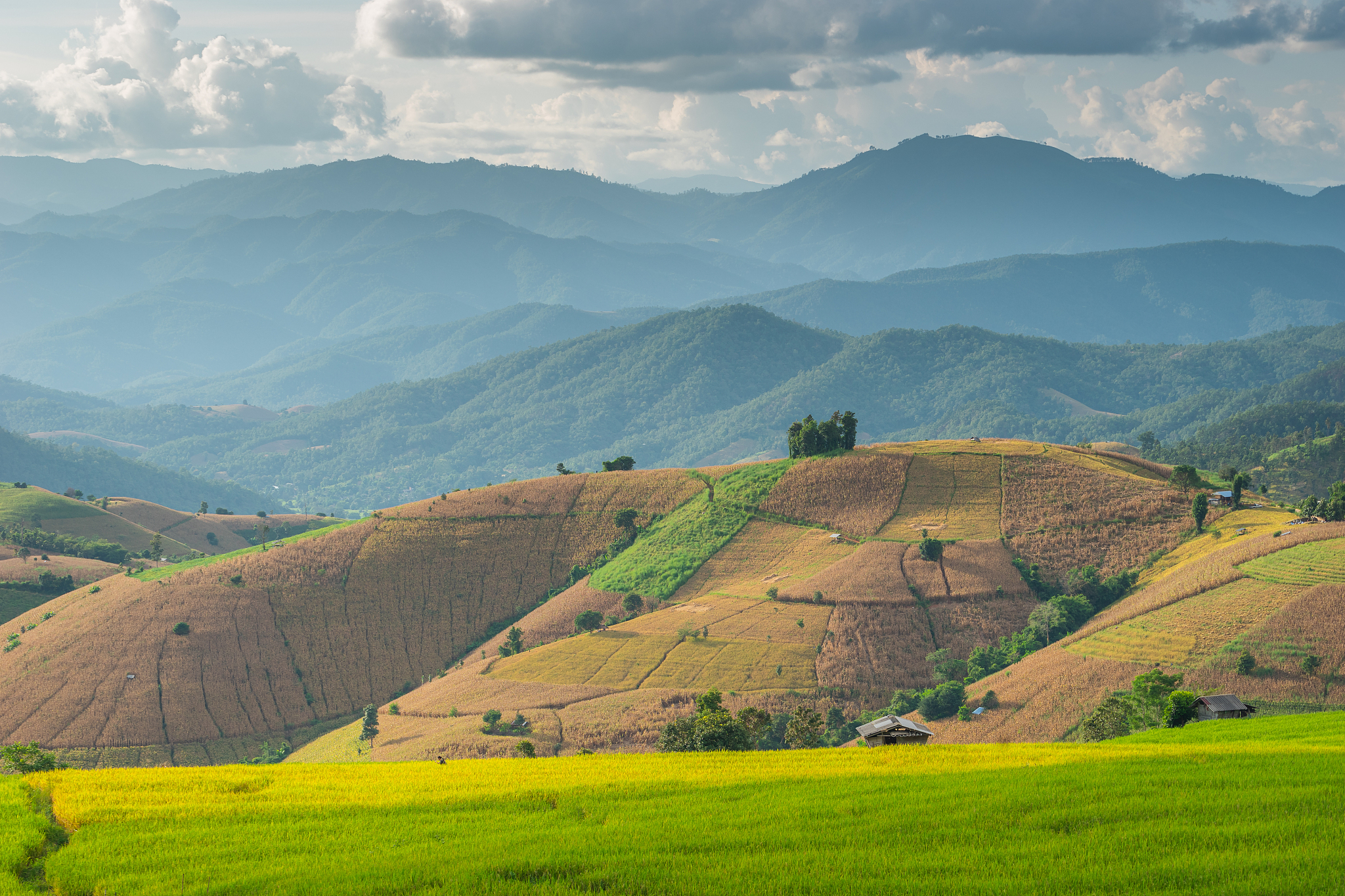beautiful rice paddy surrounded by mountains in rainy season in 