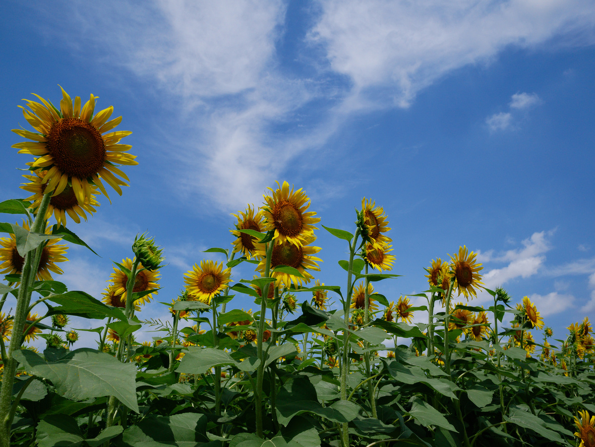 太阳花生长地：温暖阳光，土壤肥沃！