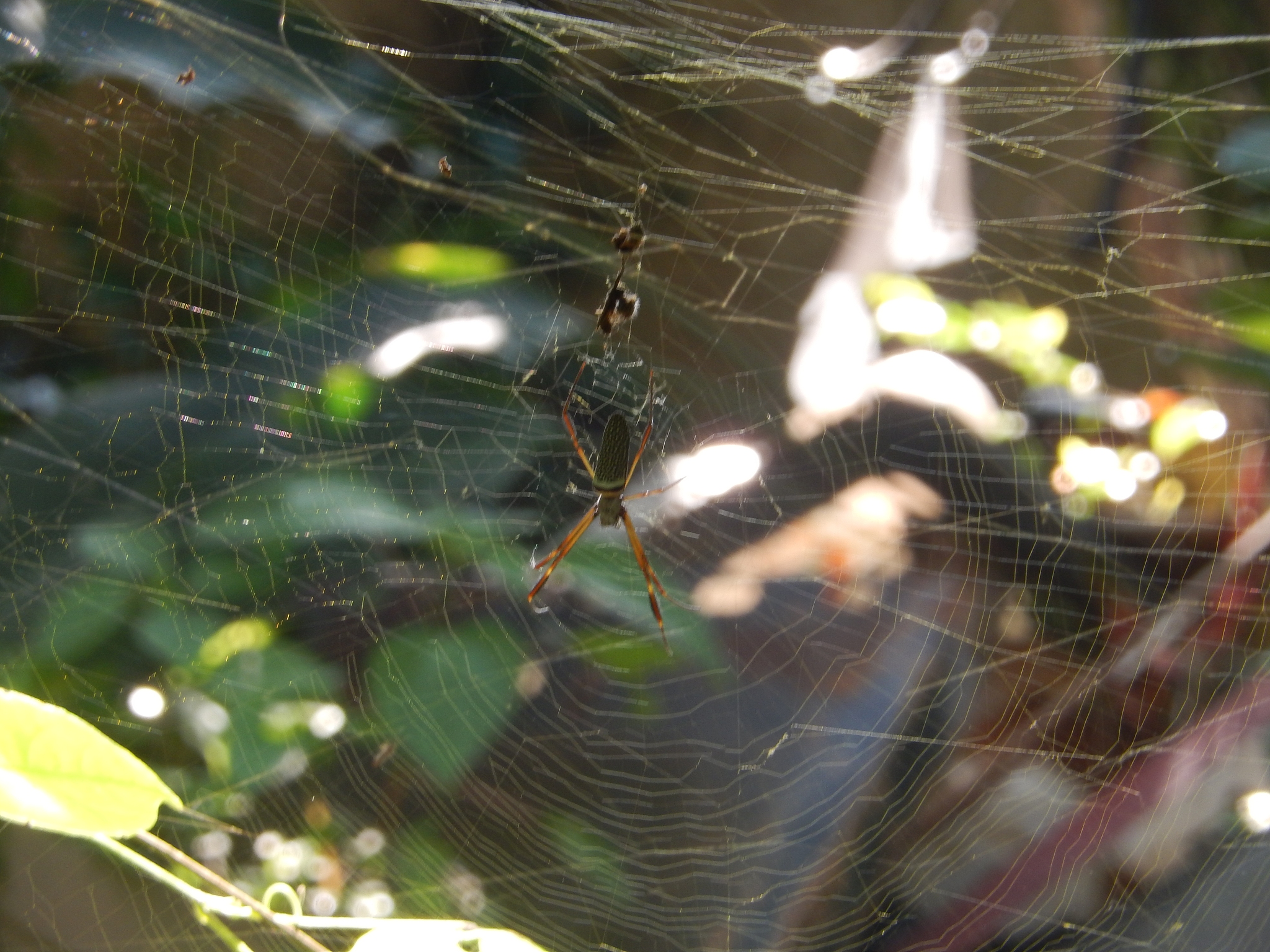 ENTOMOLOGIA GENERALIS期刊： comprehensive insect science research