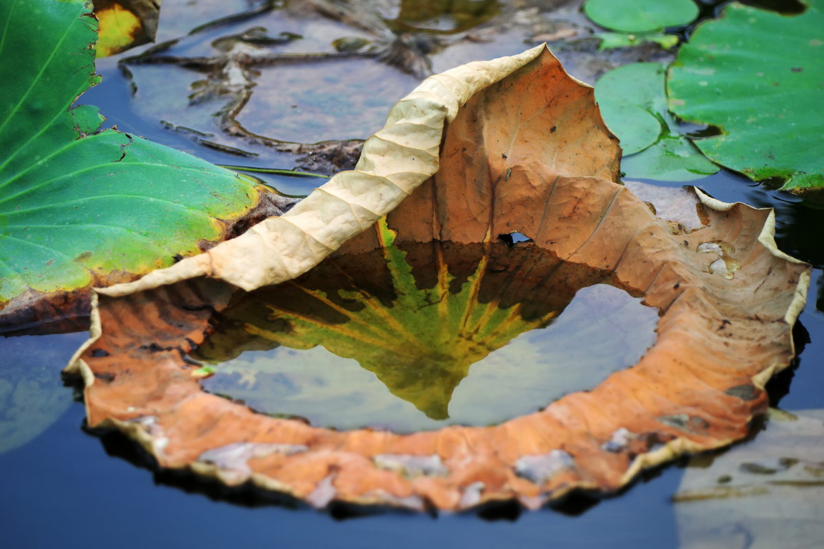 残荷的眼泪：环境污染的警示