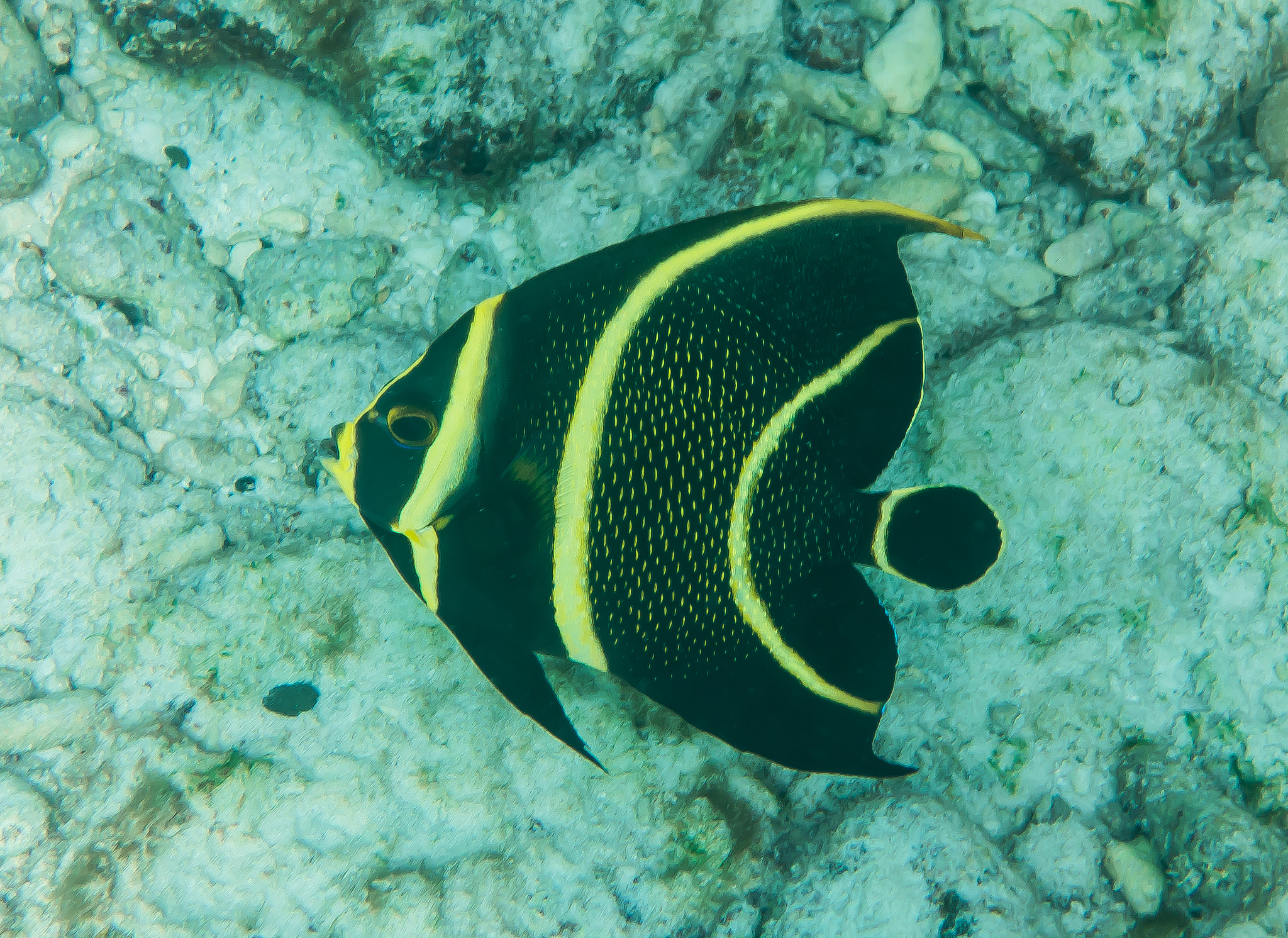 juvenile french angel