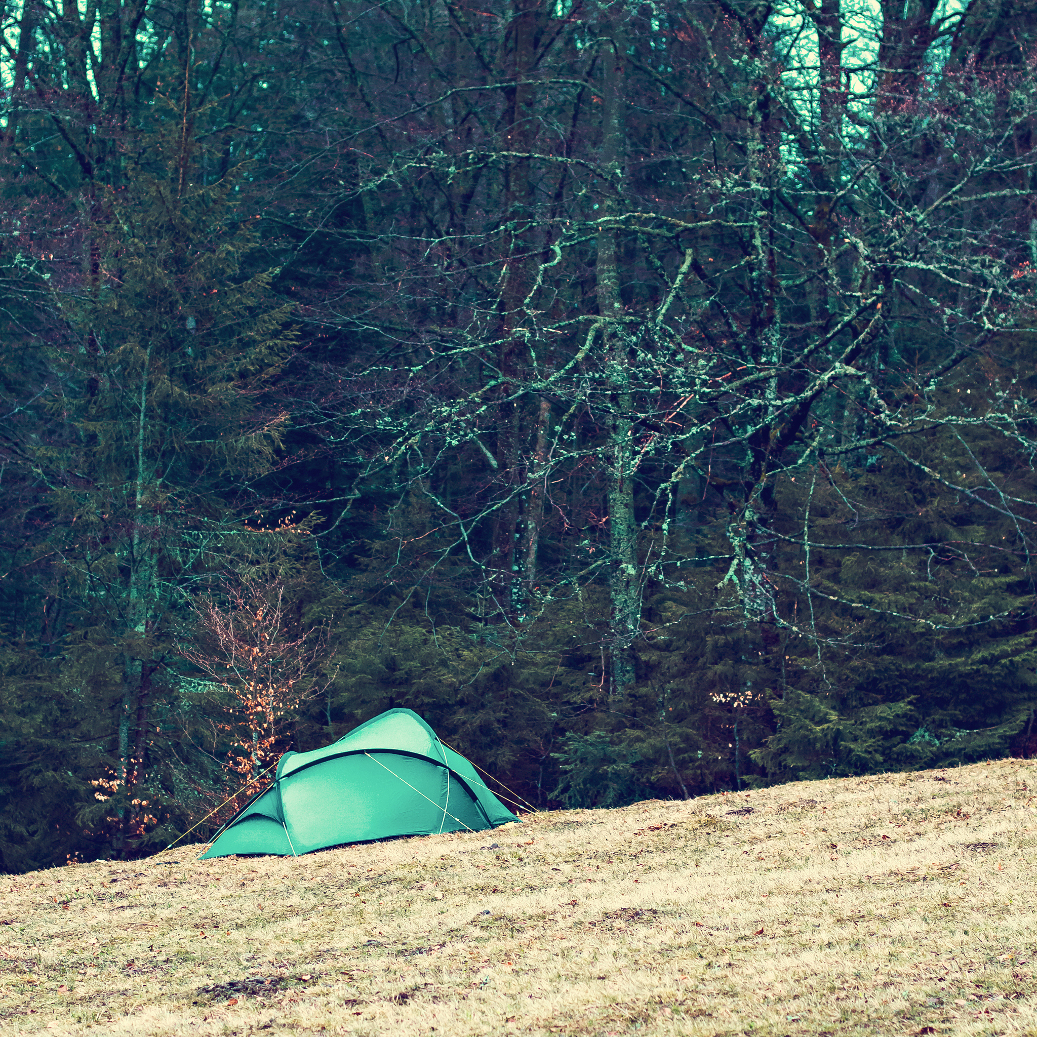 Forest Camping: Types, Styles & Experiences