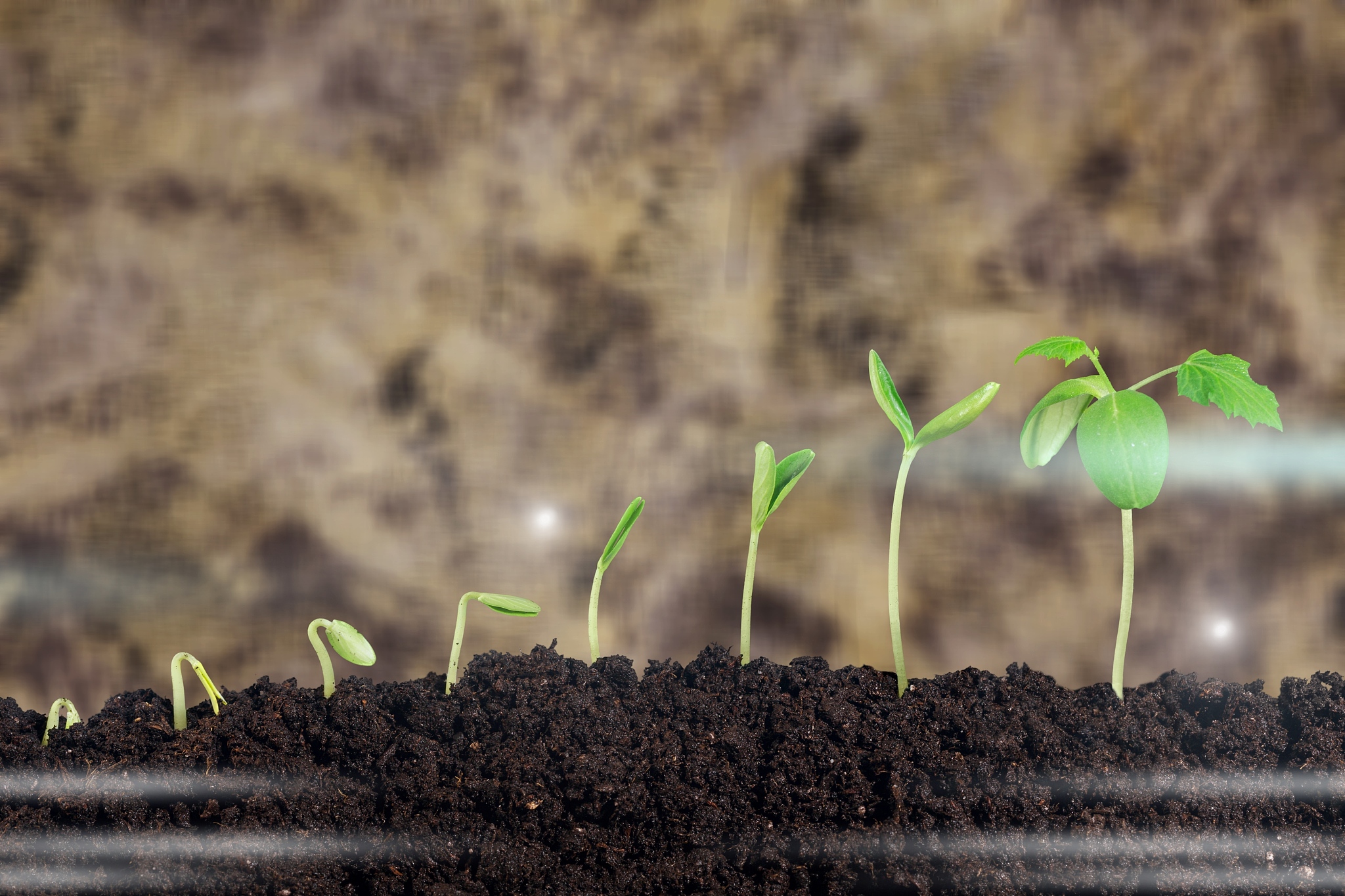 润色：土壤为植物的生长提供所需基本营养物质