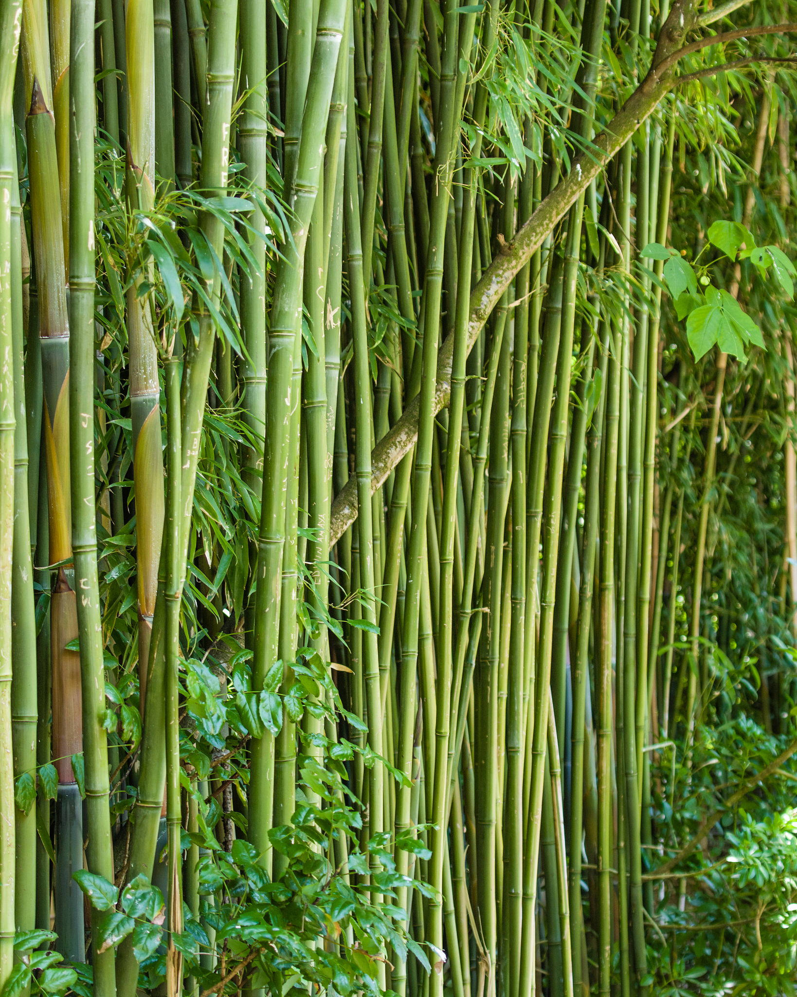 green bamboo plants growing in a garden