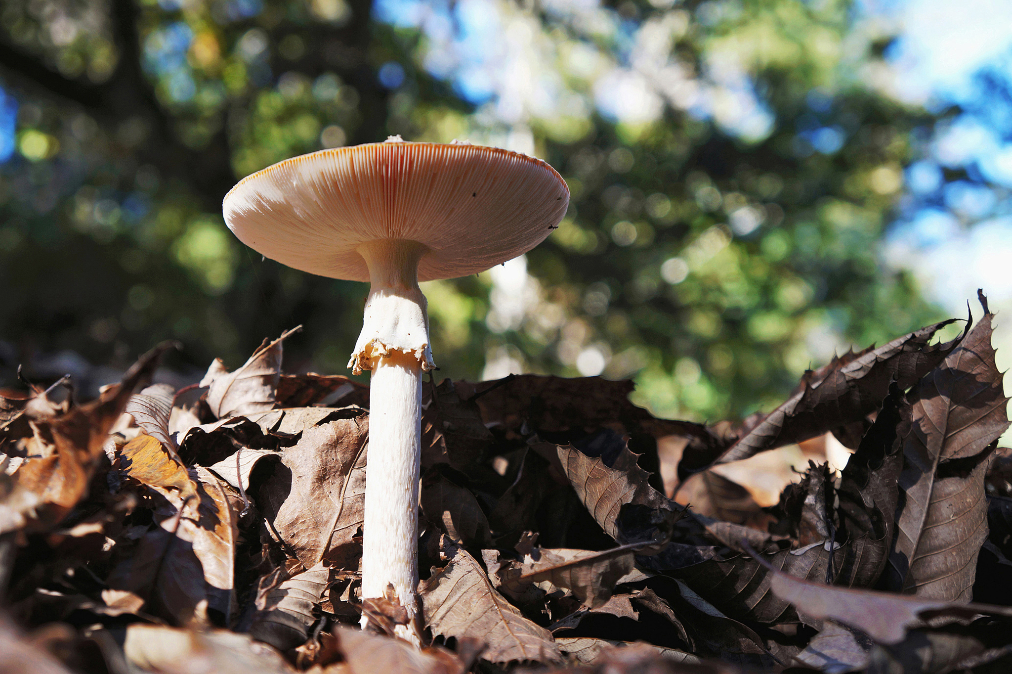 菇菇挖掘研究室更新日志 | 全新地下城探险模式上线!