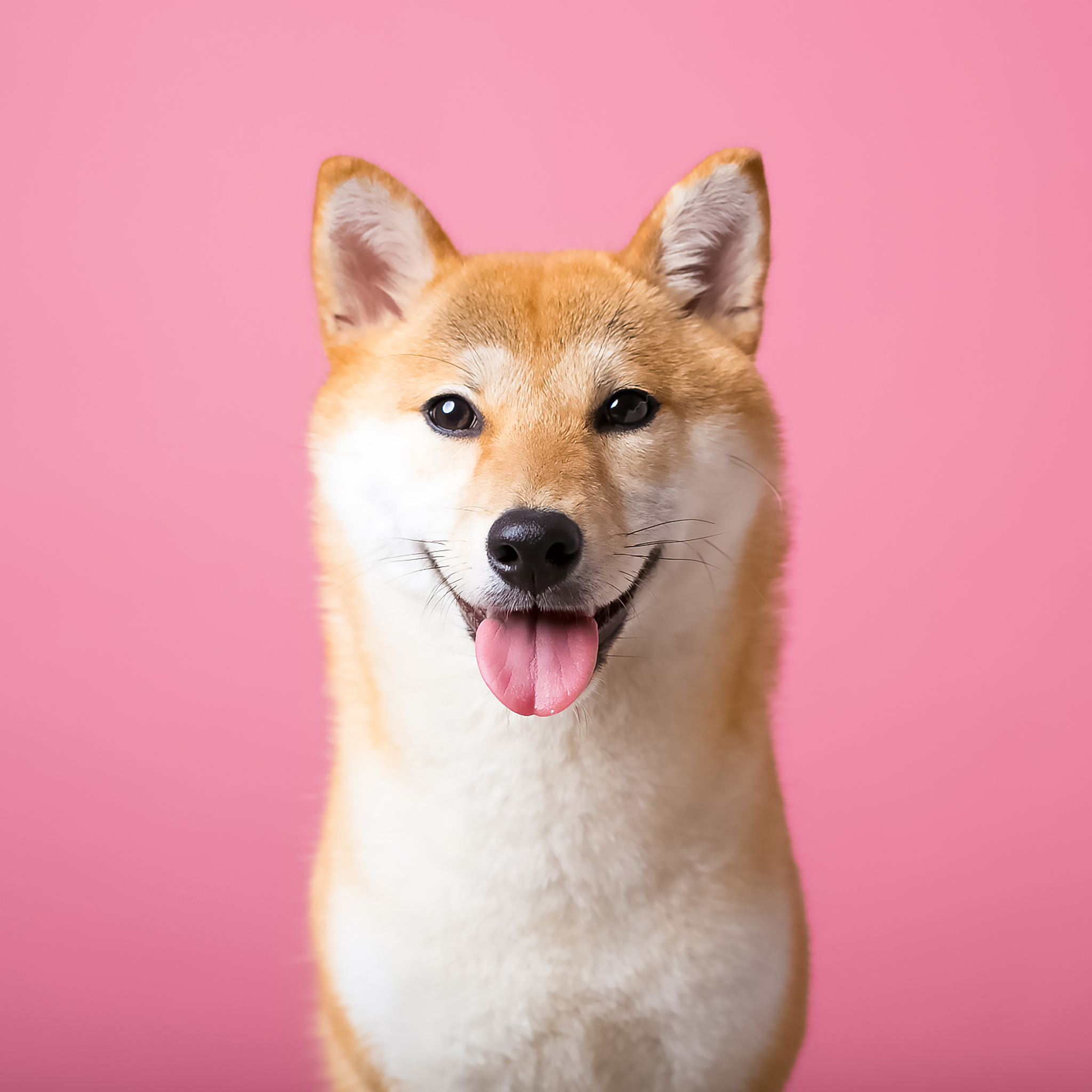 请帮我为一张微笑柴犬的照片写一段文字大约100字