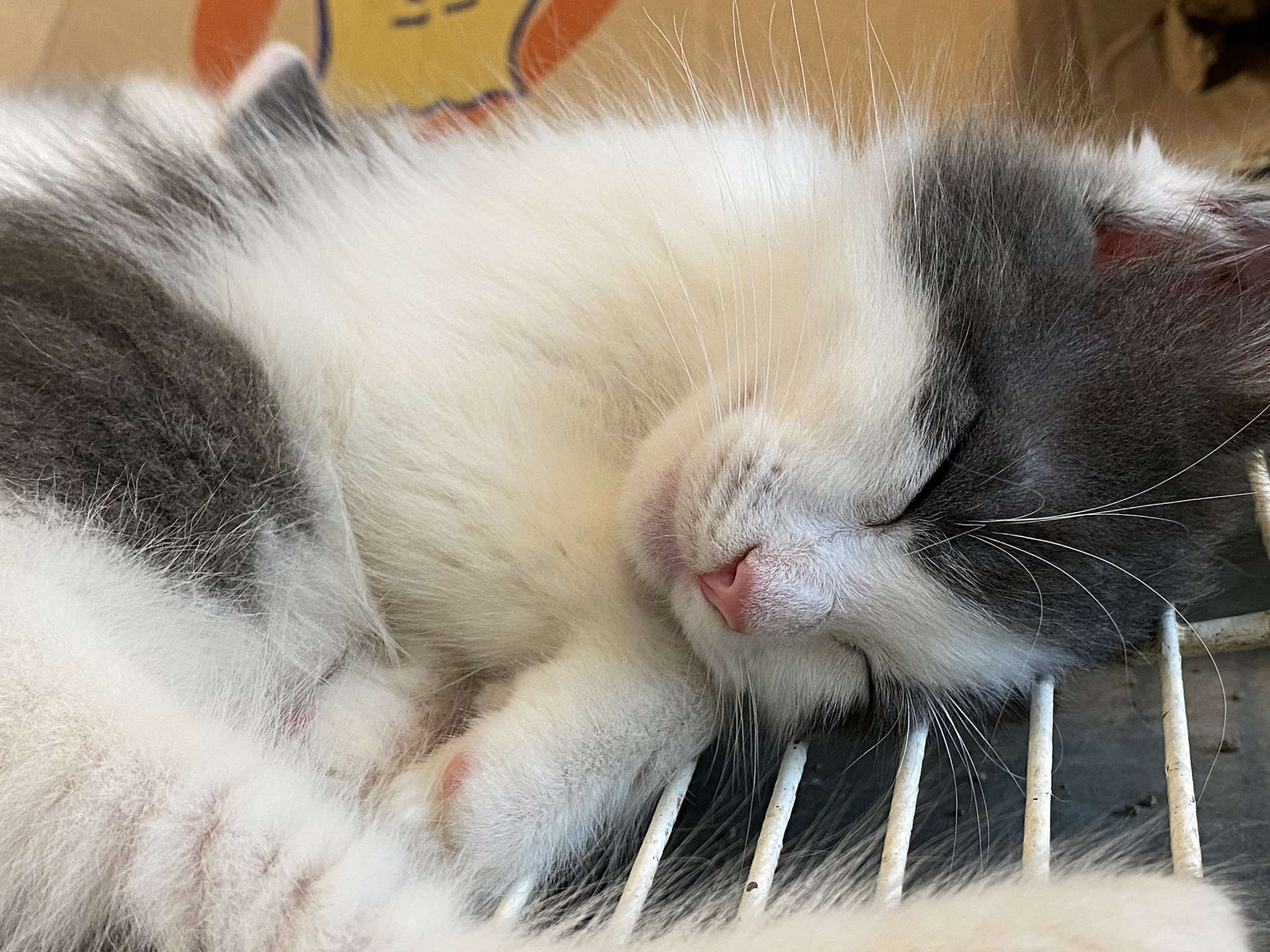 猫 Sandhoff 病预防指南：避免遗传和早期检测