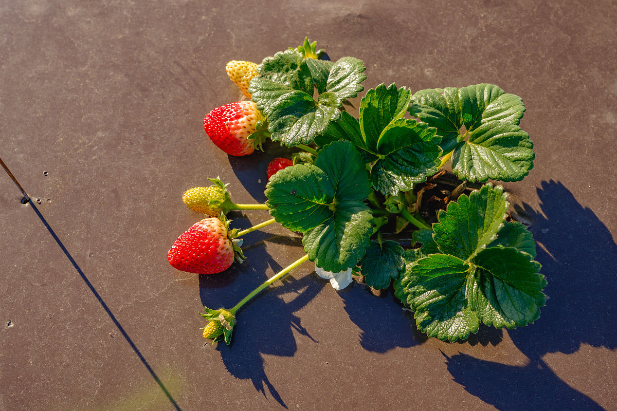 云南省曲靖市农业学校2019年五年制计划内招生简章