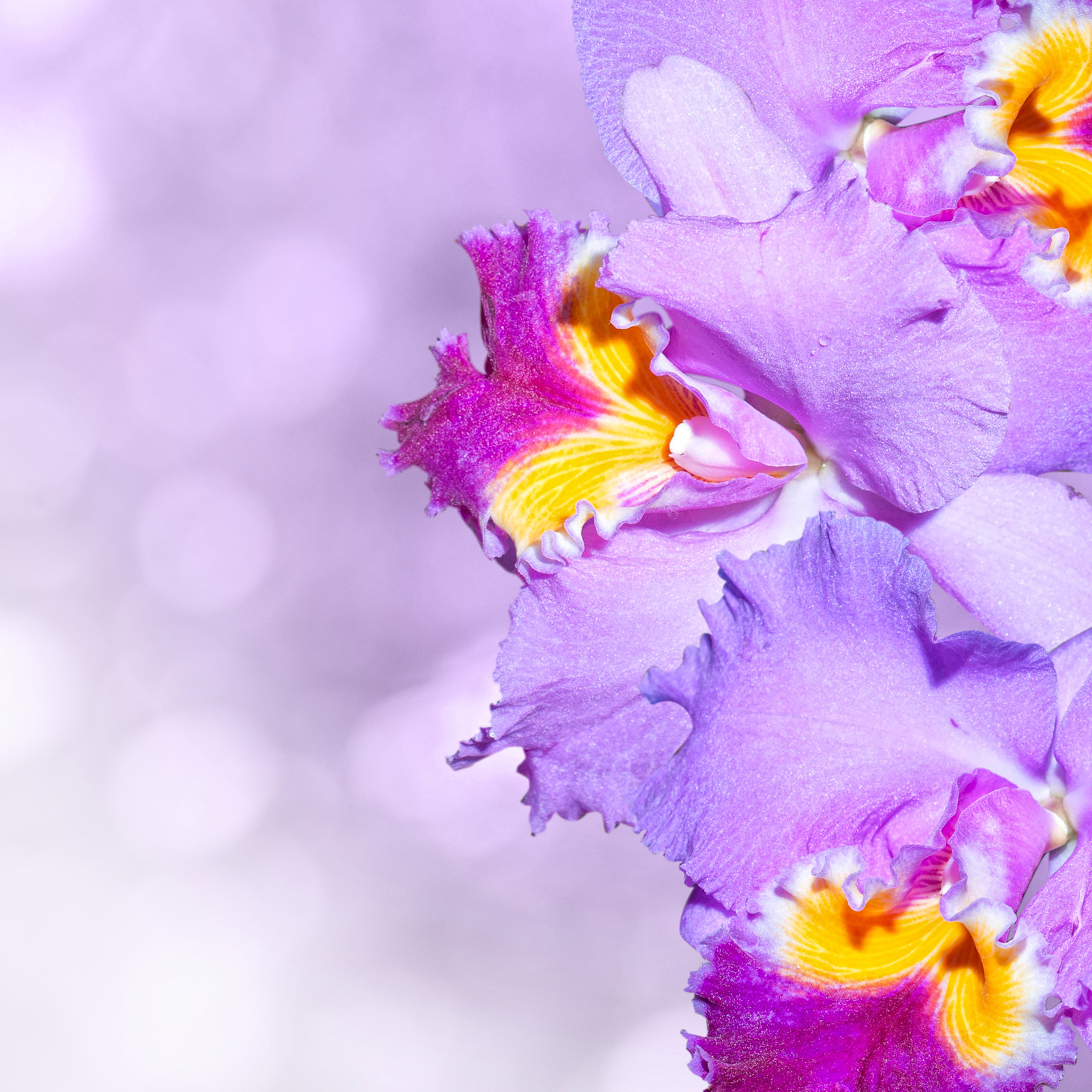 花的魅力：象征意义、文化影响和美好感受