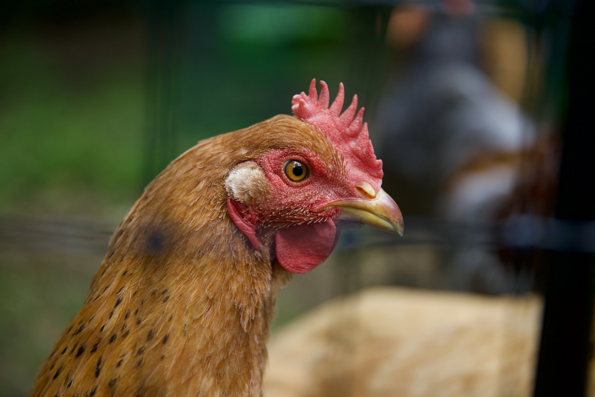 chicken
