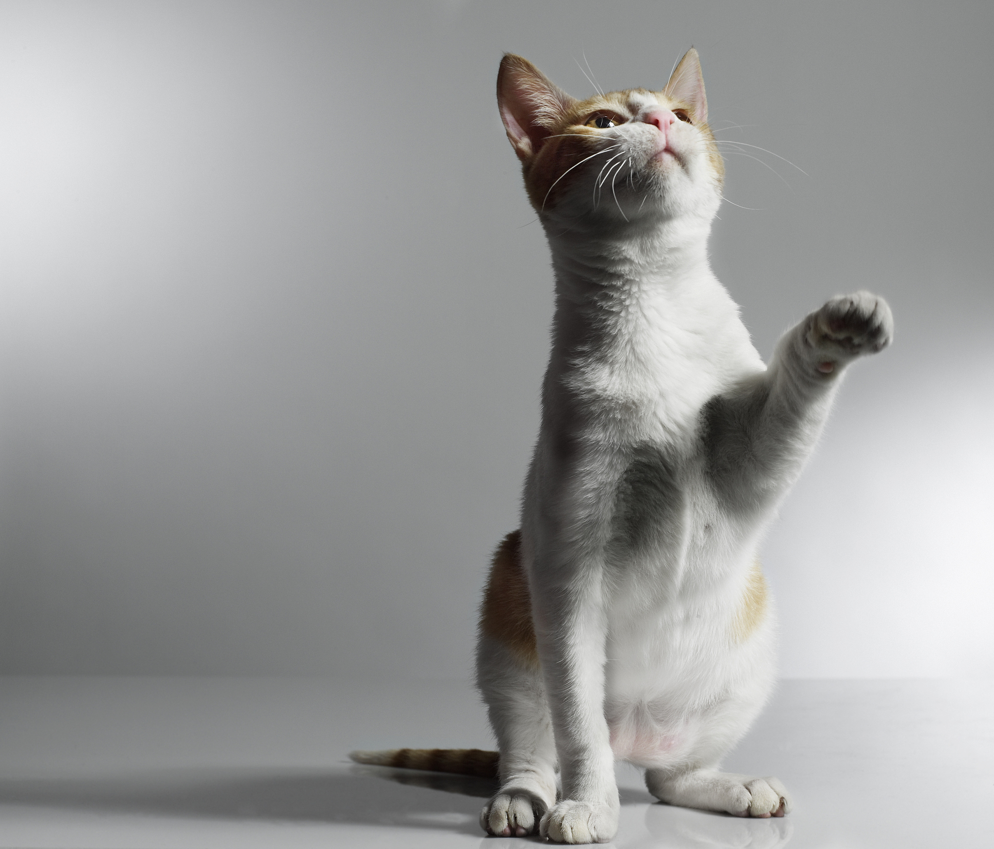 超吸睛！猫咪模特在线演绎时尚穿搭，快来pick你家喵主子的style！