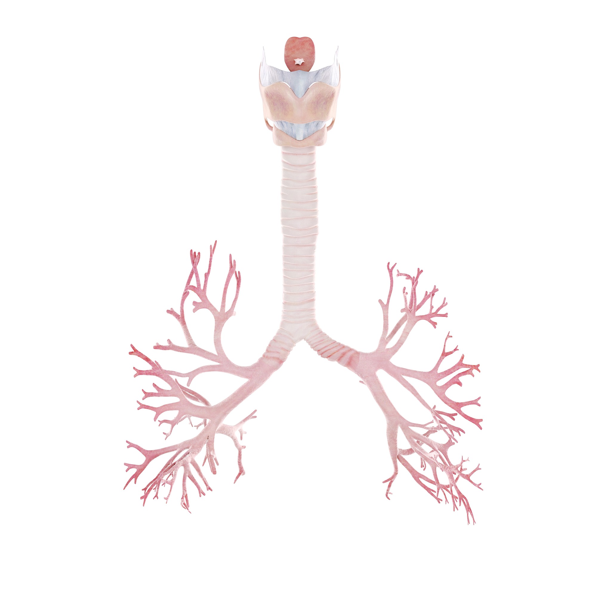 心室肌细胞除极方向：从内向外、从基底向顶部