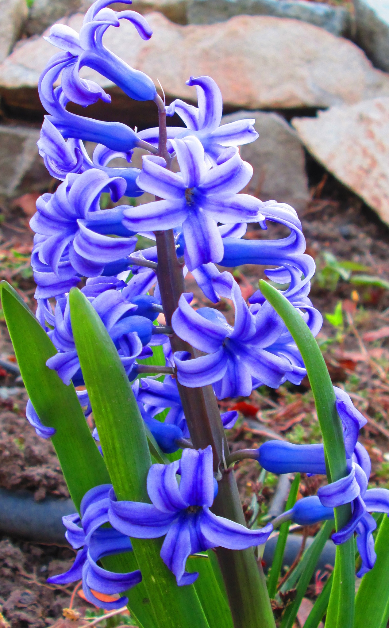 blue trumpets