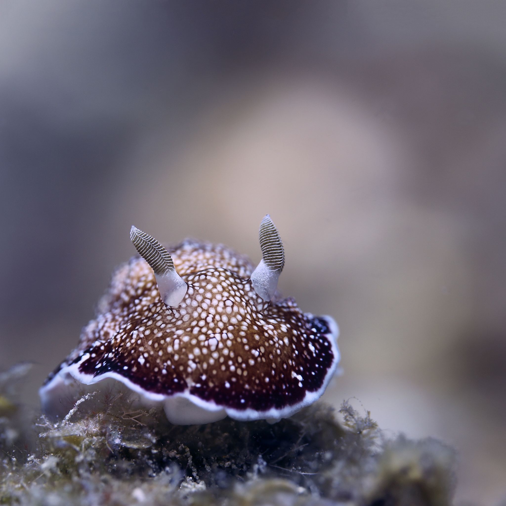 海蛞蝓叶羊：伪装大师、自给自足的小绿叶！