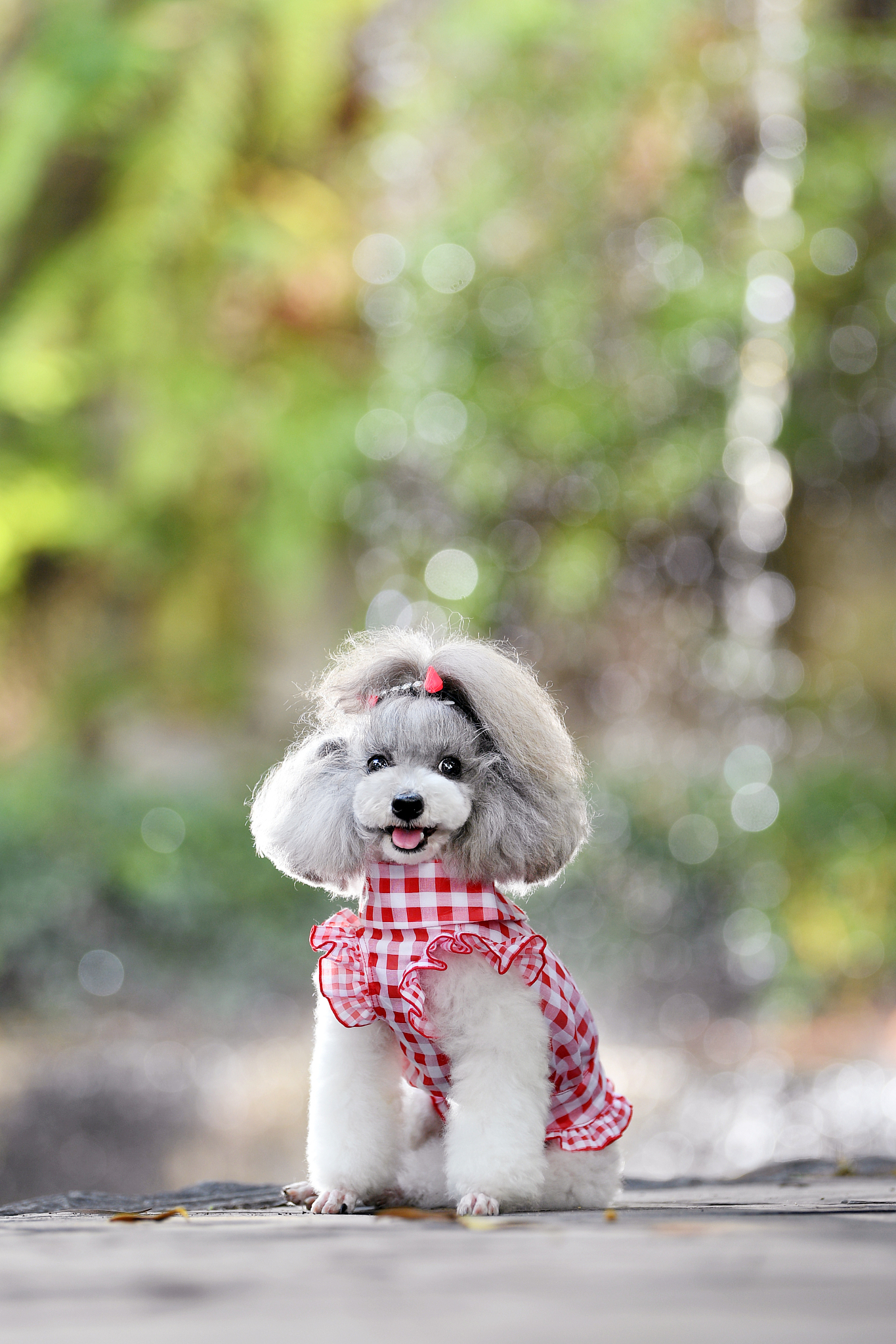 如何训练贵宾狗