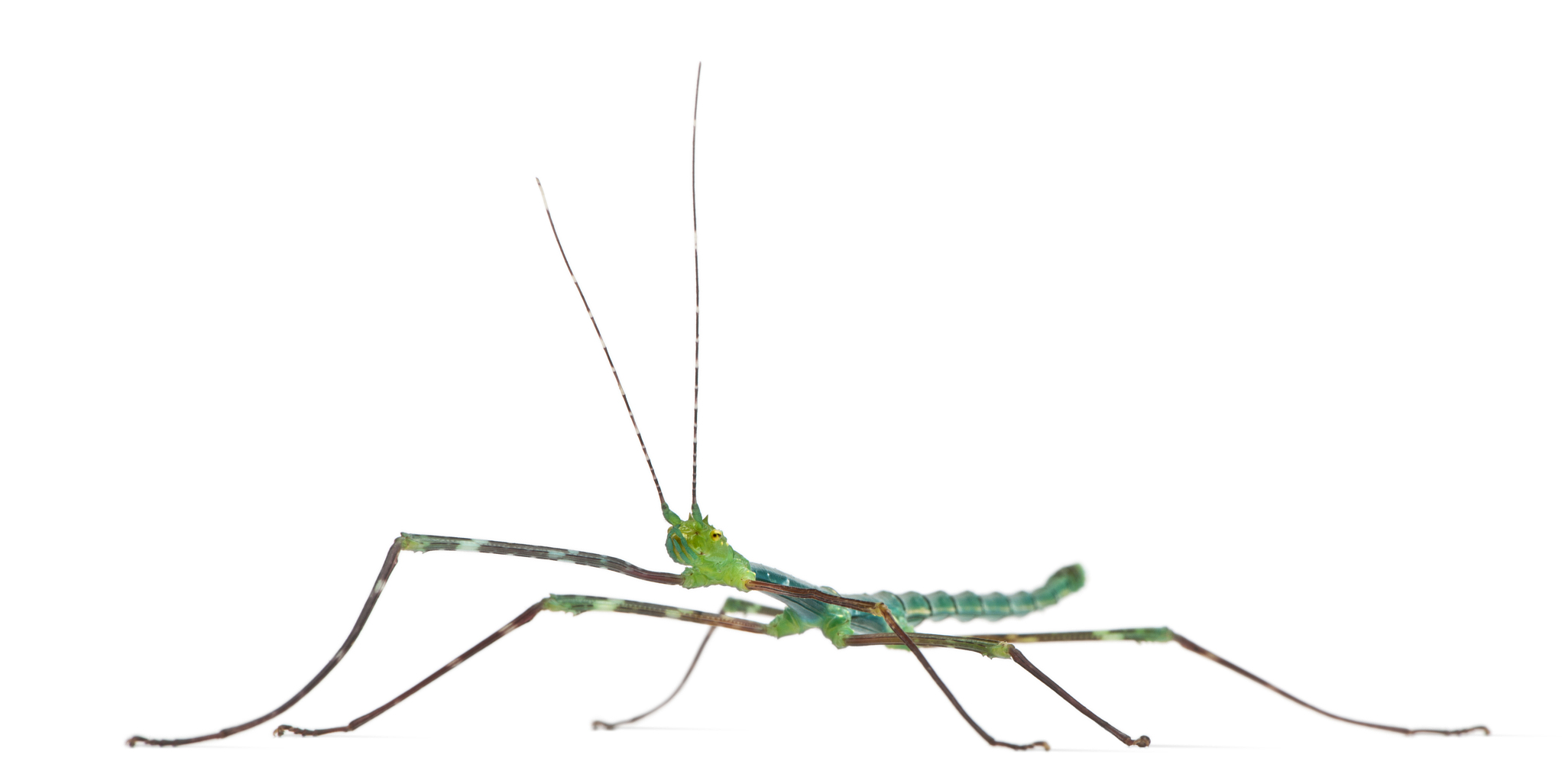 蝗虫的跳跃距离怎么测