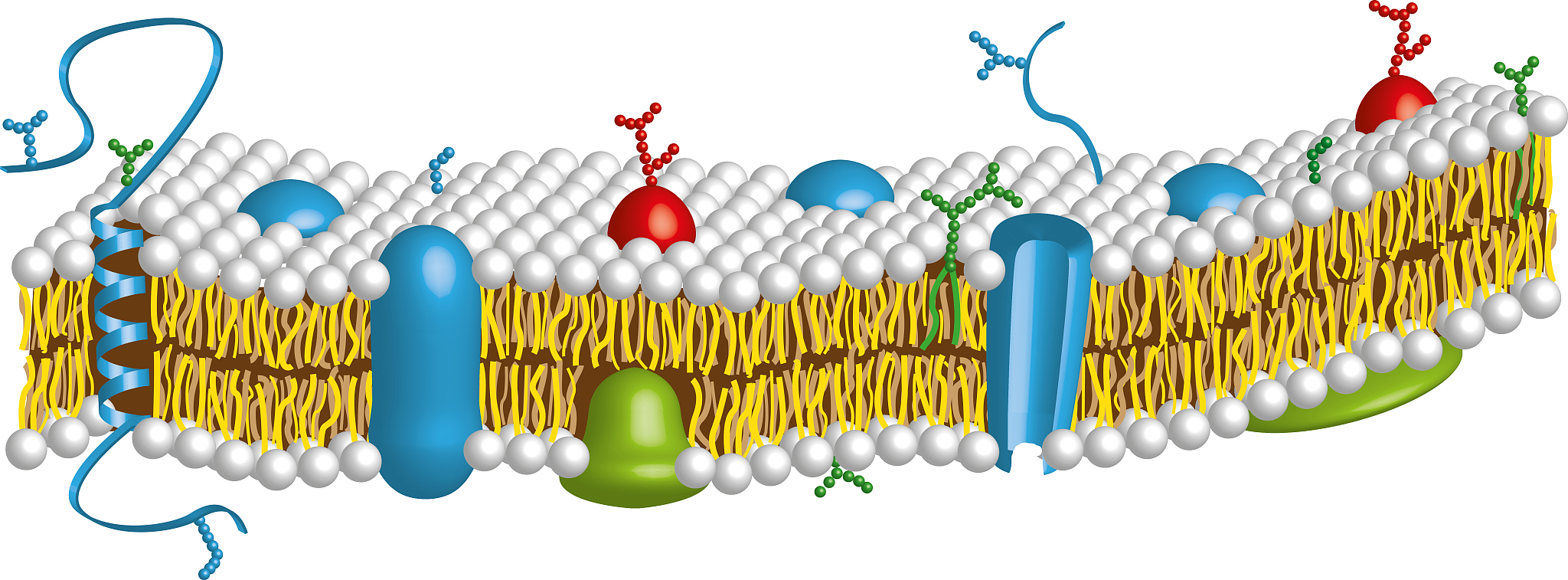 TMHMM预测结果是膜外，这个膜外指的是外膜还是内膜