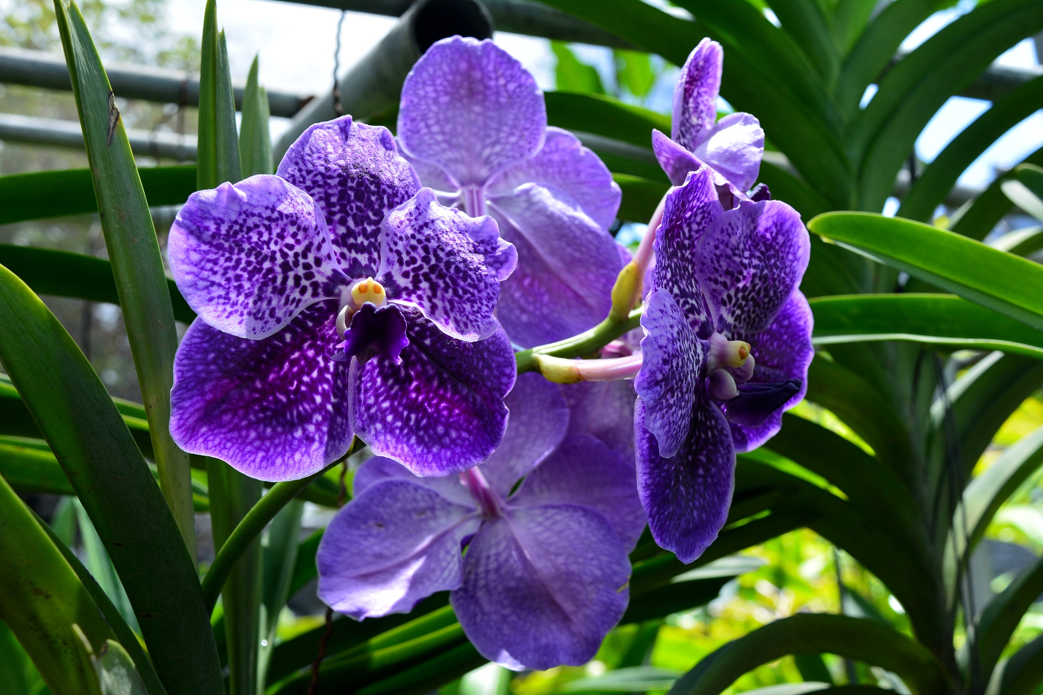 orchid garden