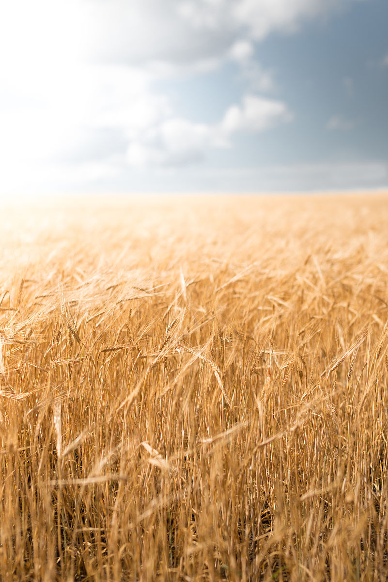大麦账号在哪里查看