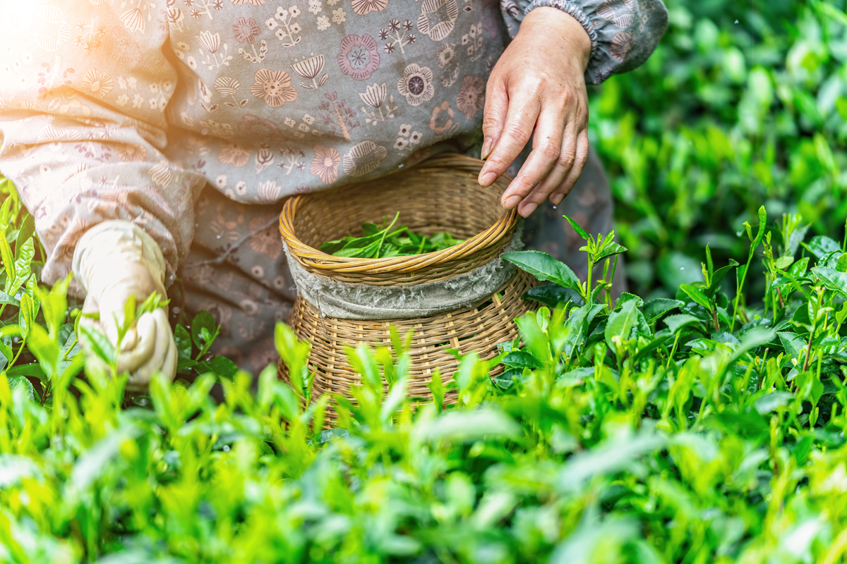 信阳毛尖茶叶的购买人群有哪些