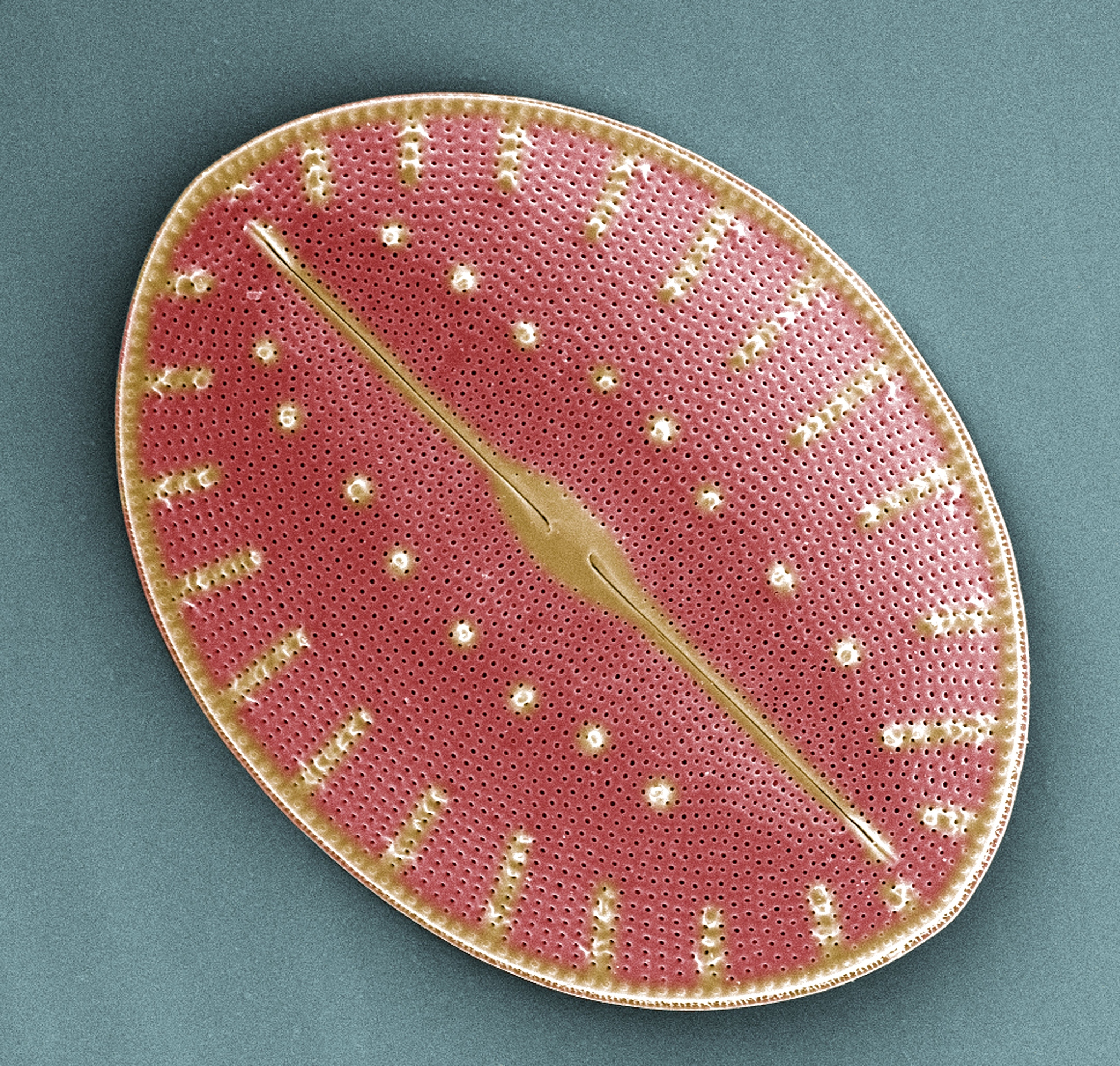 Electron-Egg 入门指南：快速创建 Electron 应用程序