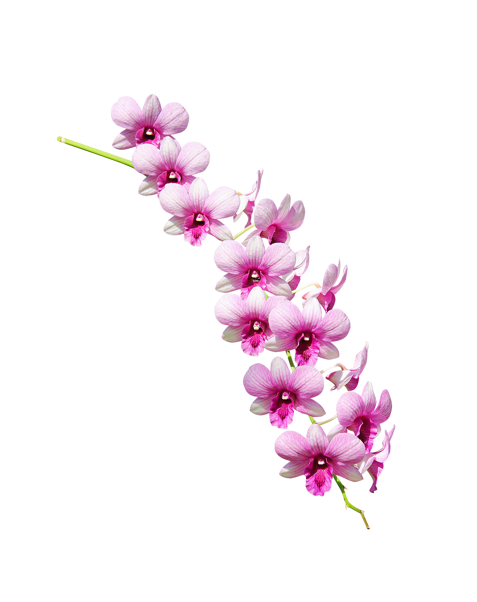 bunch of pink dendrobium orchids isolated on white background  w