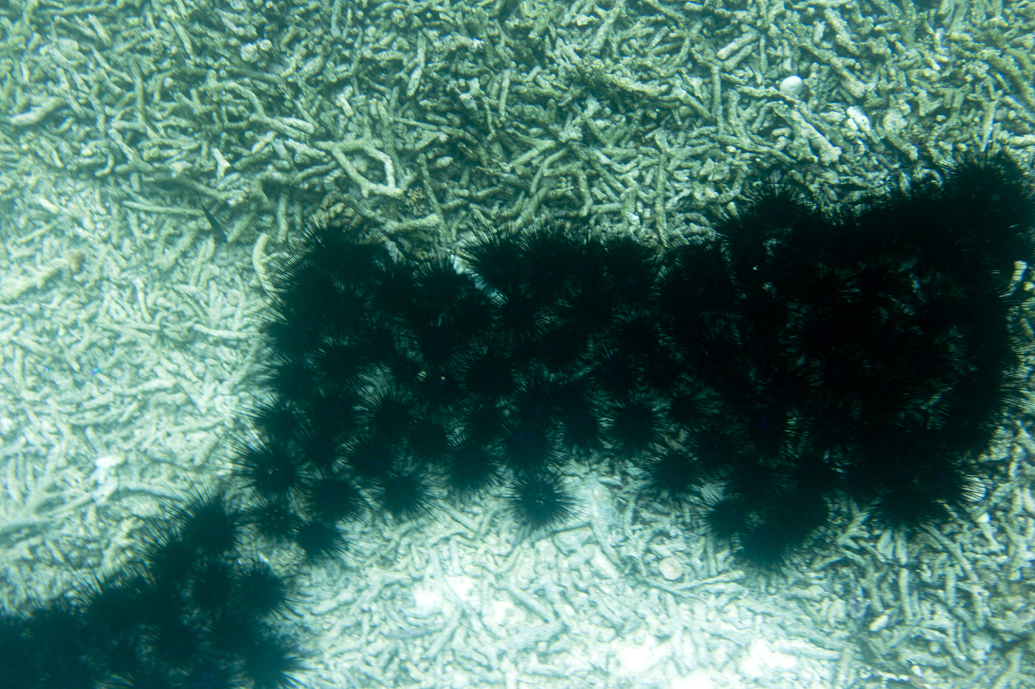 夜光藻会引发赤潮吗