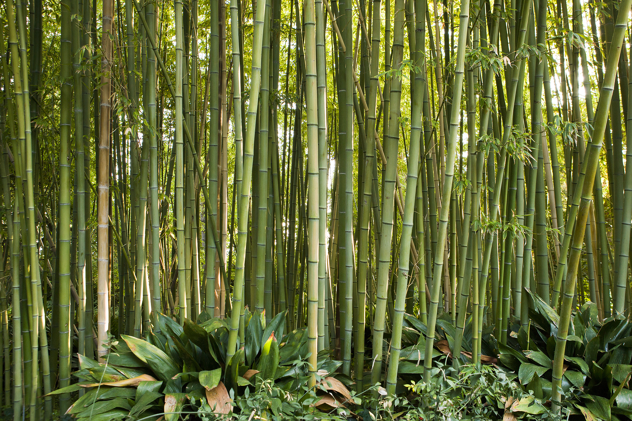 bamboo
