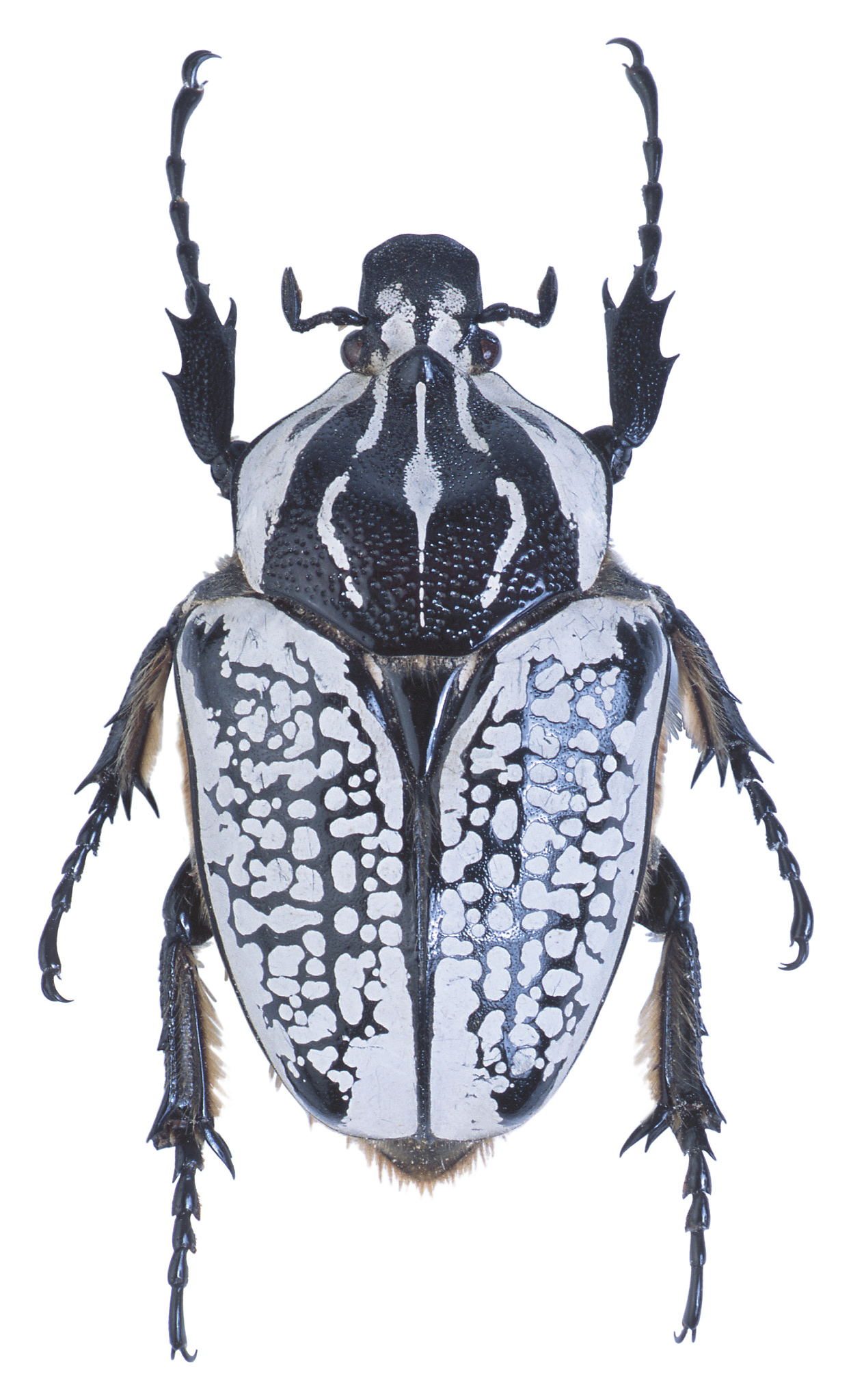 ENTOMOLOGIA EXPERIMENTALIS ET APPLICATA: 国际昆虫学期刊