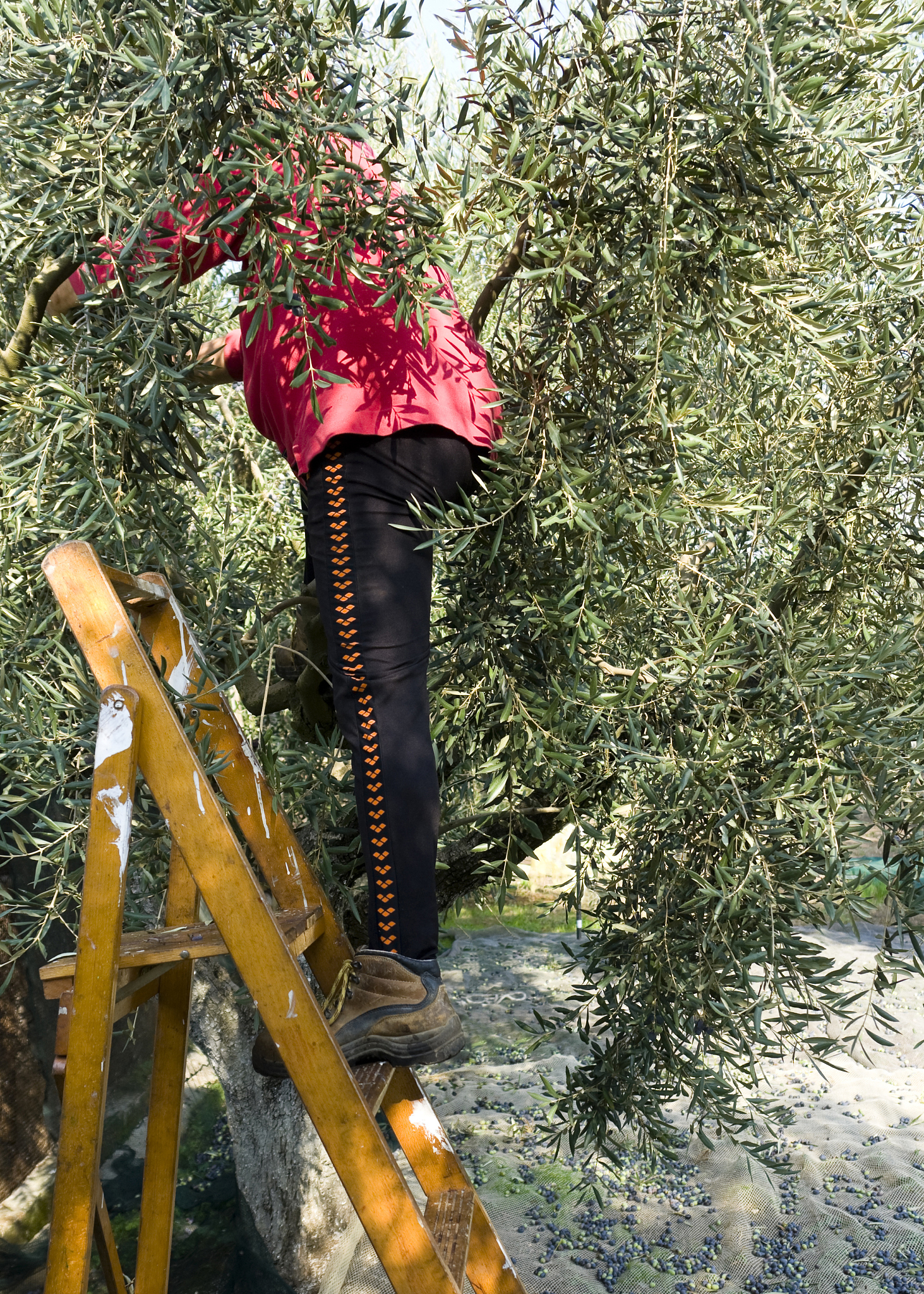 harvest of olives
