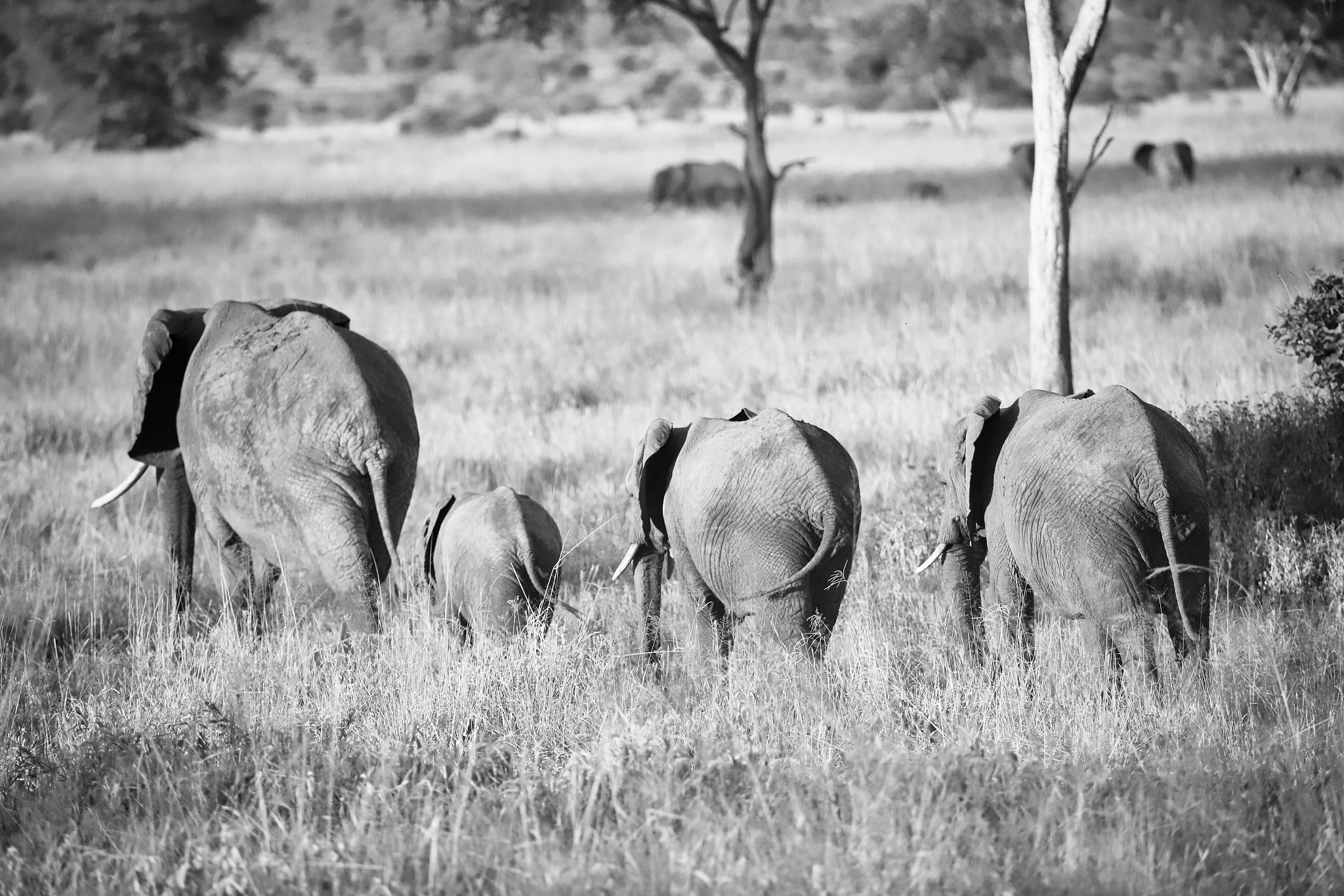 herd of elephants in the serengeti park of tanzania