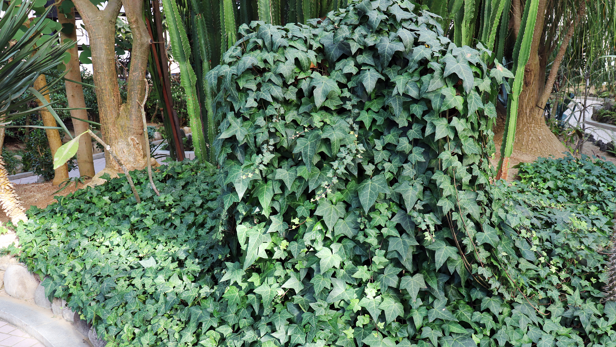 Horticultural Science & Technology 期刊研究范围 - 涵盖植物学、园艺技术等领域