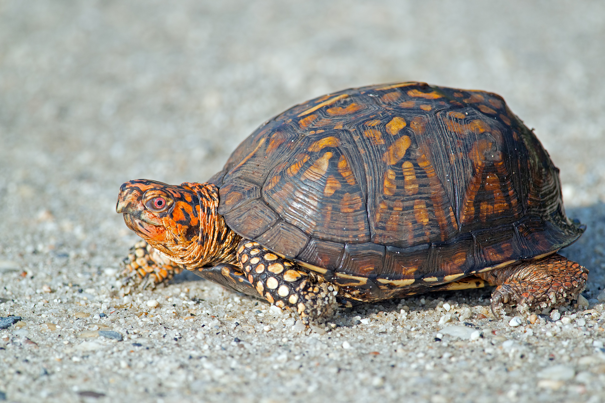 box turtle