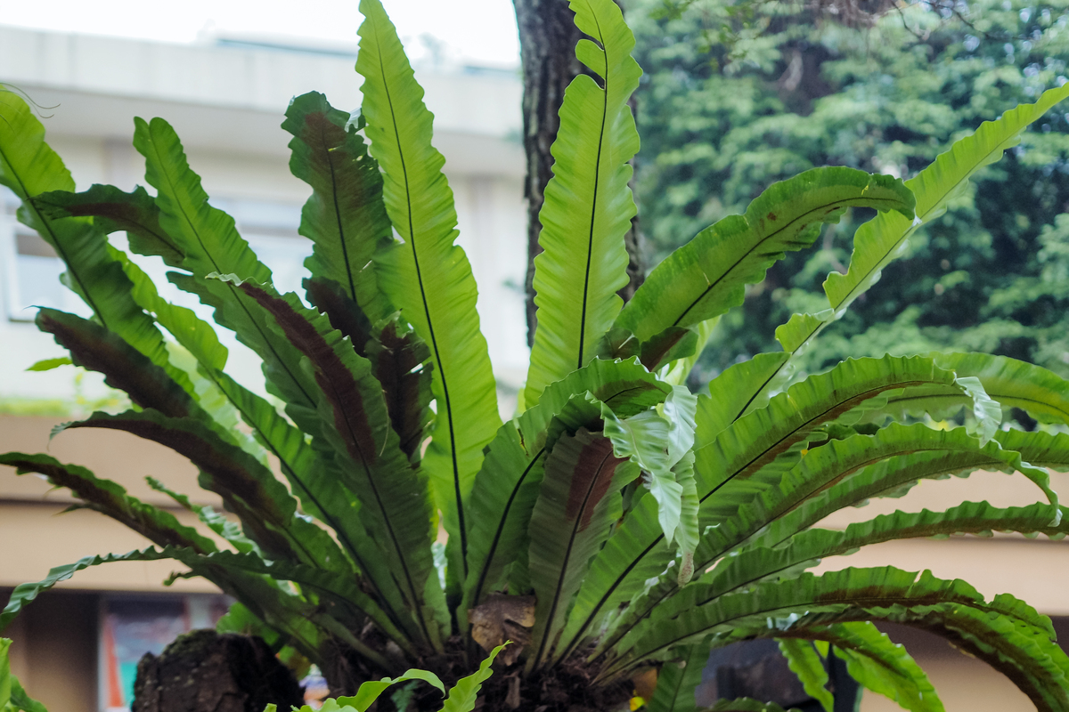 珊瑚蕨叶子发蔫泛黄怎么办？拯救你的绿植！