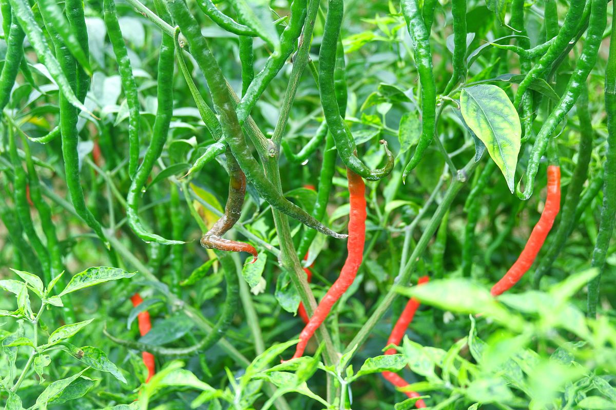 1分别配制实验样品02、04、06、08、10浓度四种有机酸苹果酸、乙酸、柠檬酸、乳酸；02、04、06、08、10浓度三种糖类物质葡萄糖、果糖、海藻糖；02、04、06、08、10浓度三种醇类物质赤藓糖醇、木糖醇、甘露醇以及辣椒红色素样品。2配制005辣椒红素溶液。将025g辣椒红素定容至500毫升容量瓶中。3取10毫升005辣椒红素溶液分别于1毫升各种浓度有机酸苹果酸、乙酸、柠檬酸、乳酸混合作