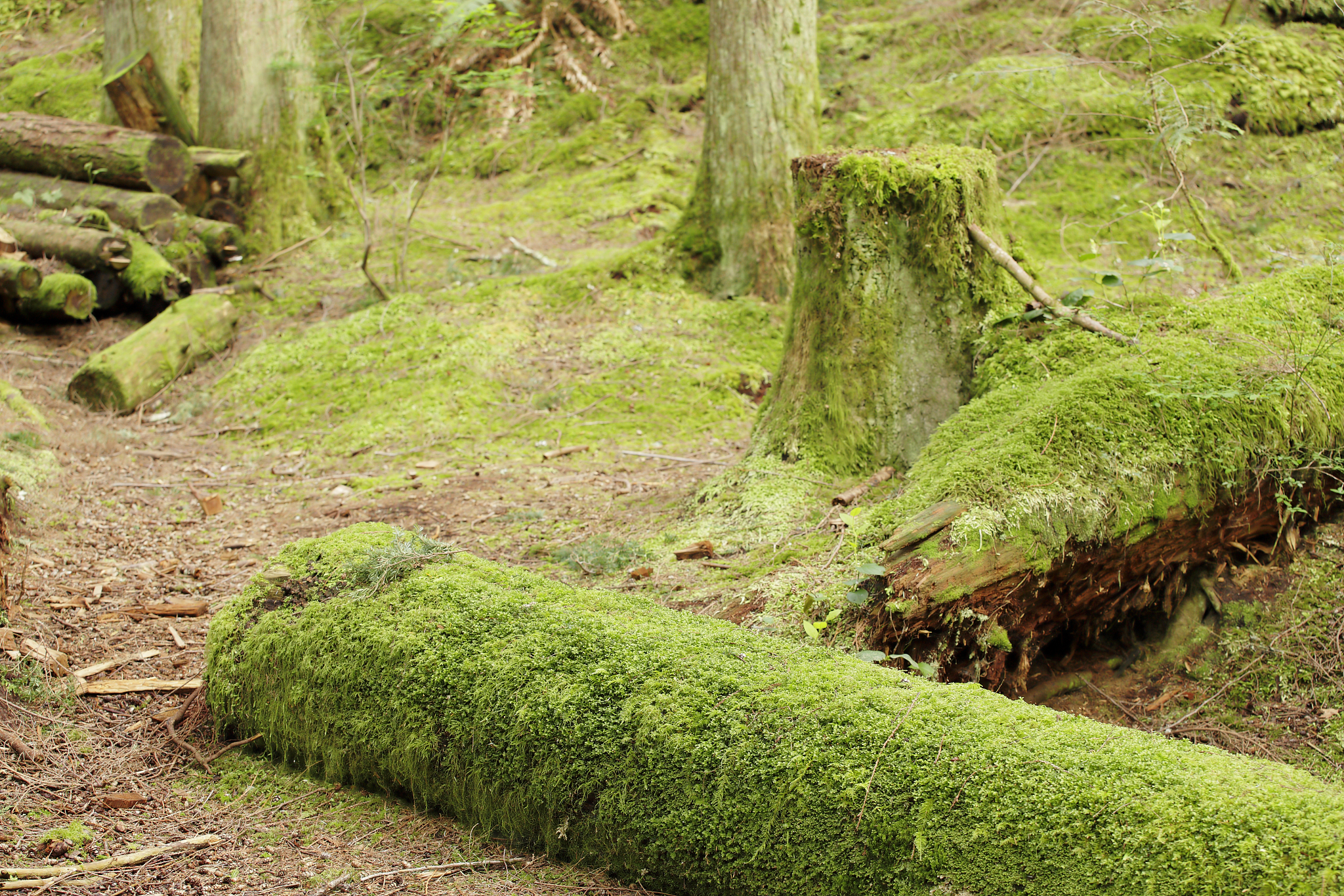 森林分层几层分别对应的生物特征