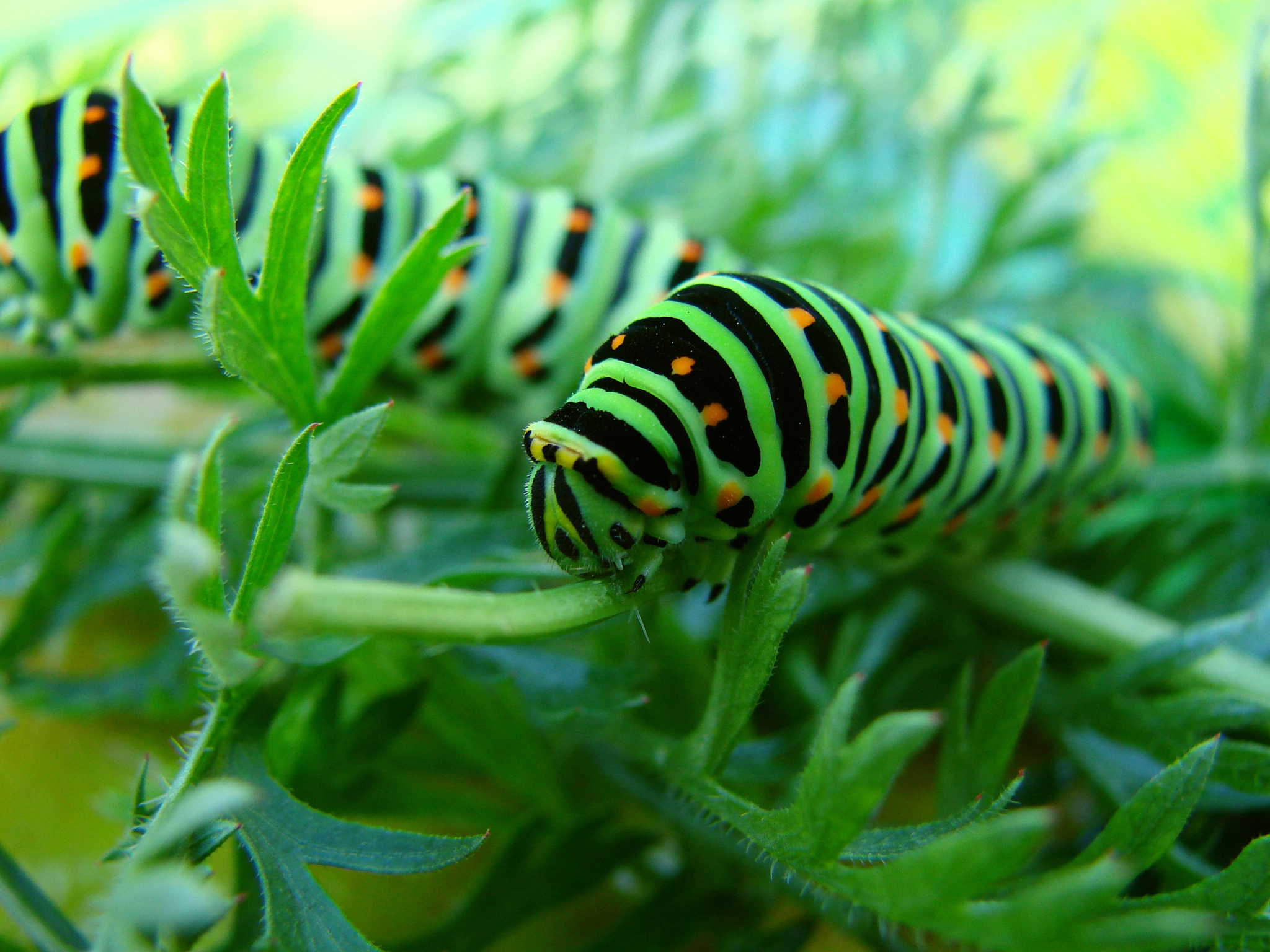 昆虫生物化学与生理学研究必读期刊: ARCHIVES OF INSECT BIOCHEMISTRY AND PHYSIOLOGY