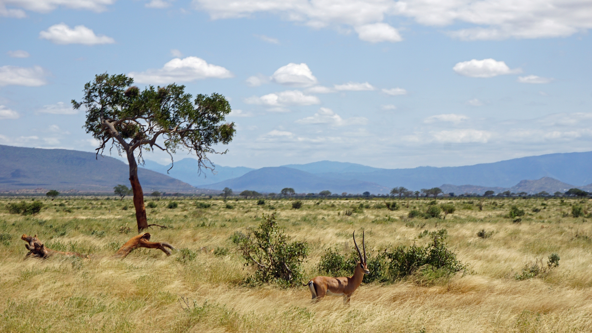 wildlife in africa