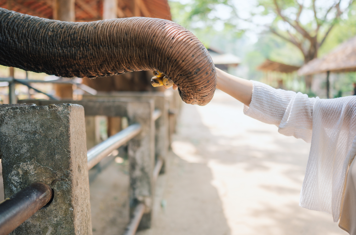 手喂养小动物的经验分享