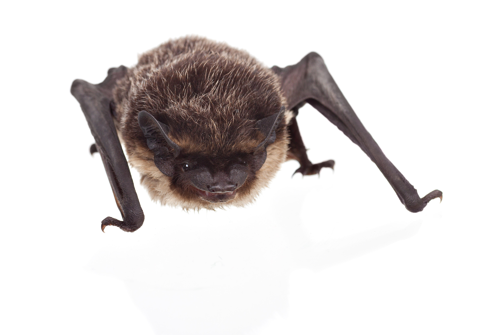 新冠病毒起源：来自野生动物？ - 最新研究揭示真相