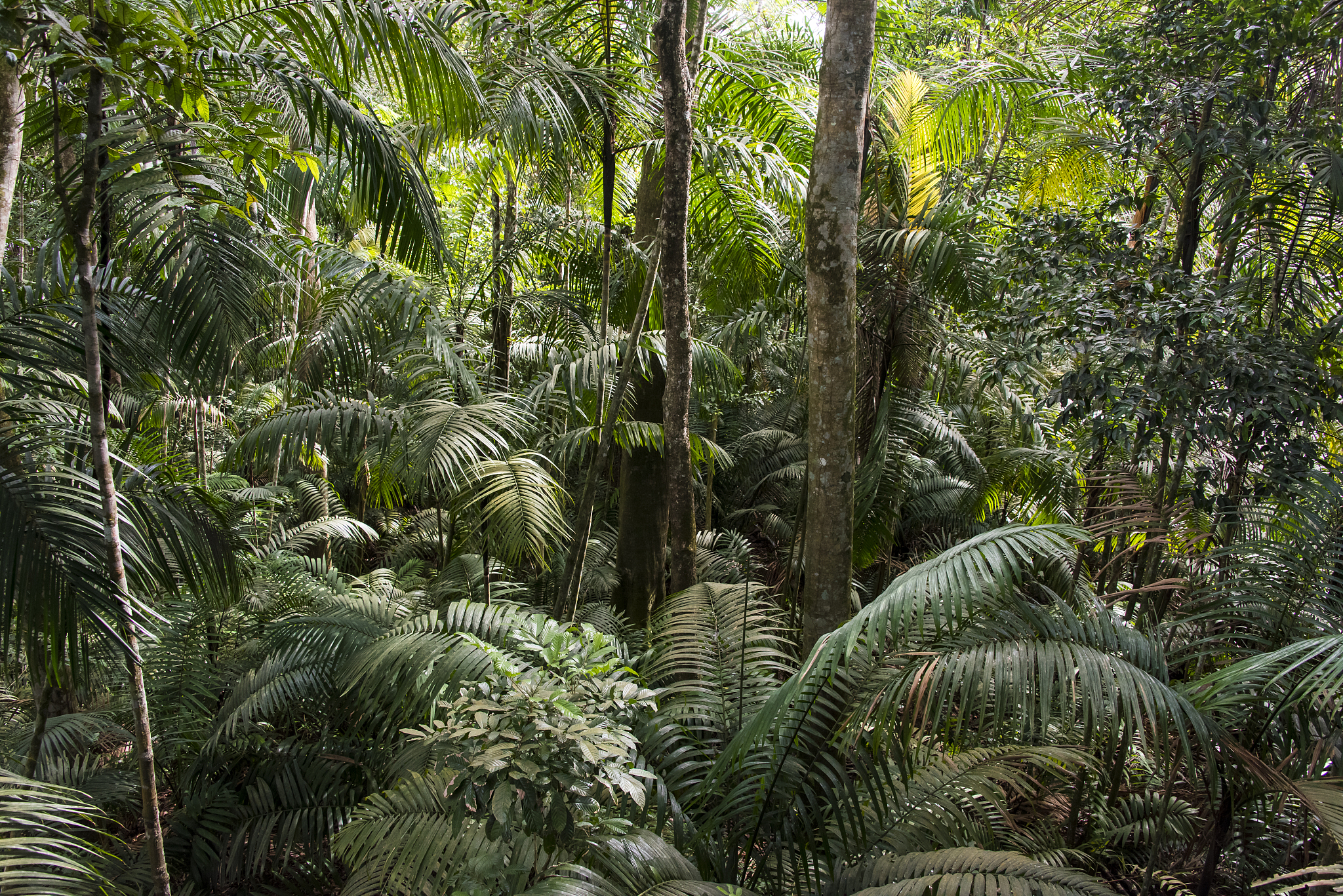 全球植被类型：从热带雨林到苔原